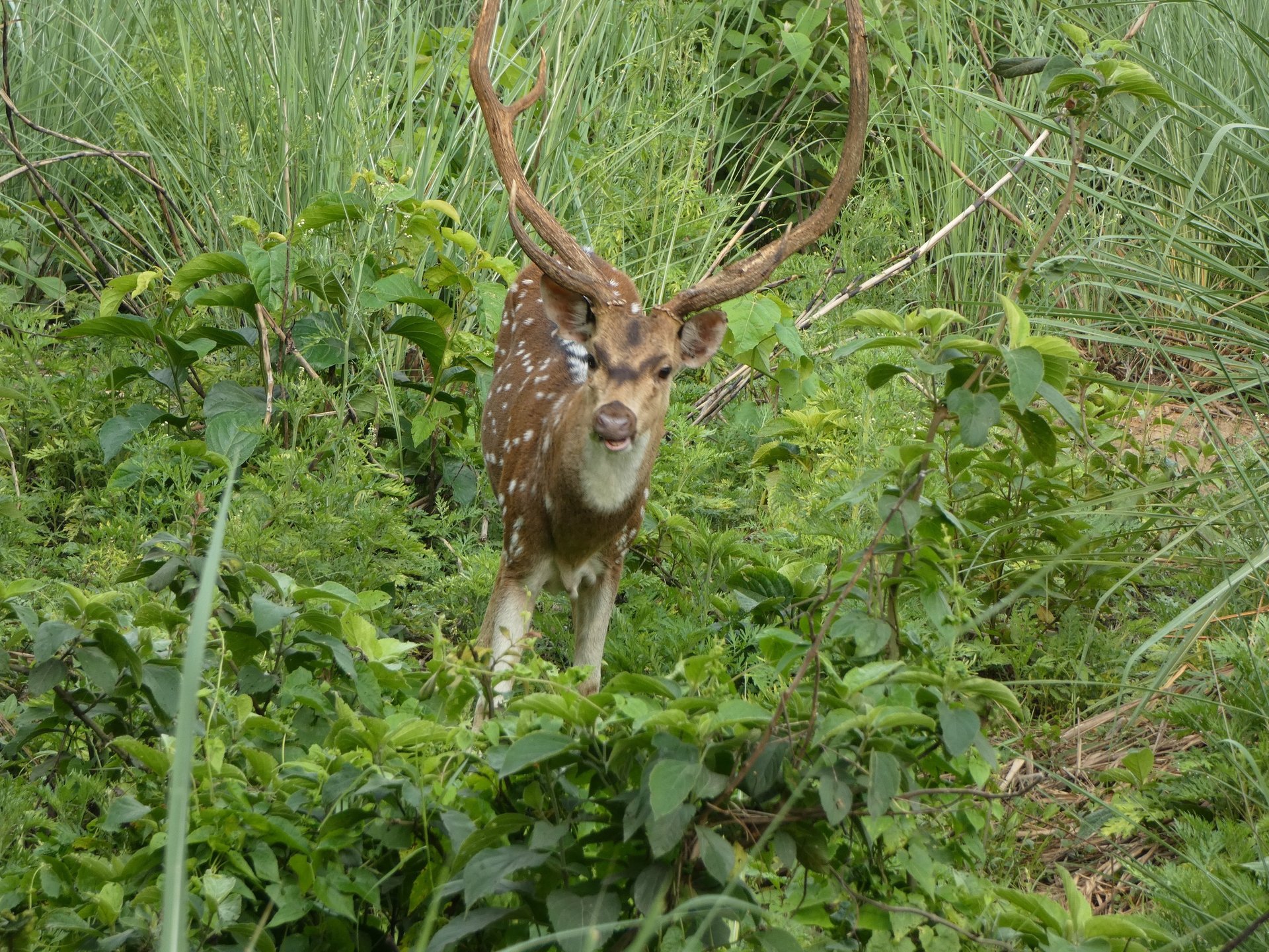 spotted deer in Bardiya