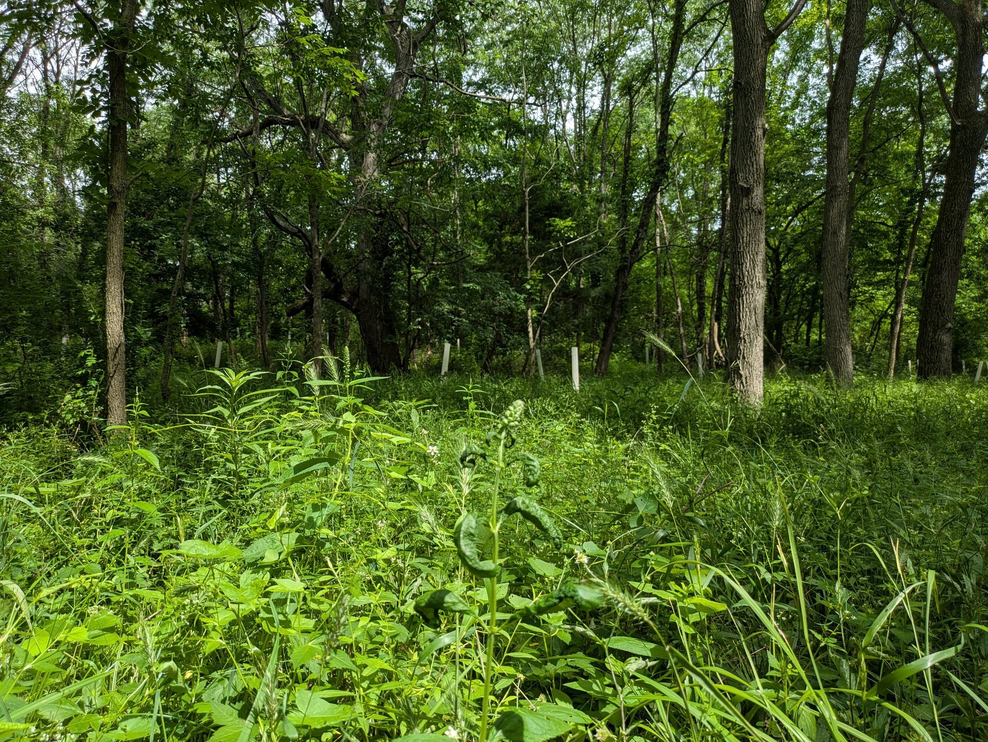 A forest regrowing after removal of invasive honeysuckle