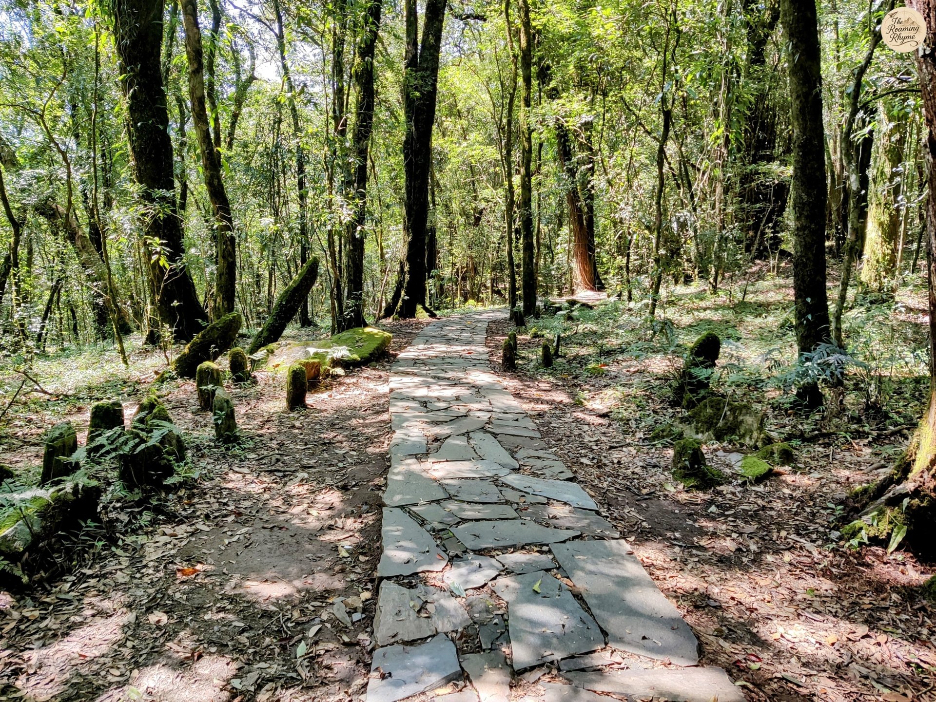 Mawphlang Sacred Grove – Where Ancient Roots, Mossy Stones, and Forest Light Tell Khasi Tales