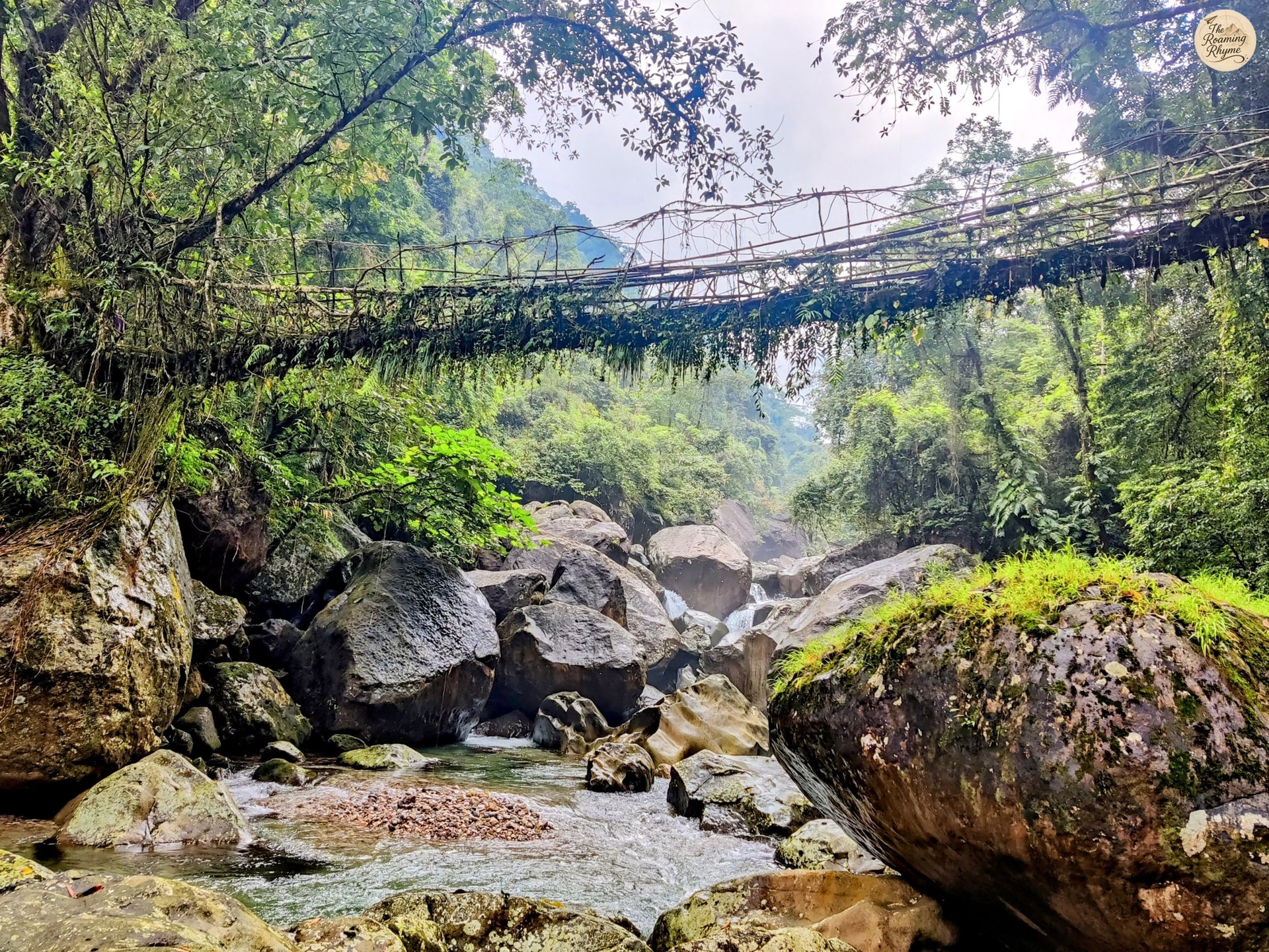 Single Decker Root Bridge – A Living Link Across the Stream