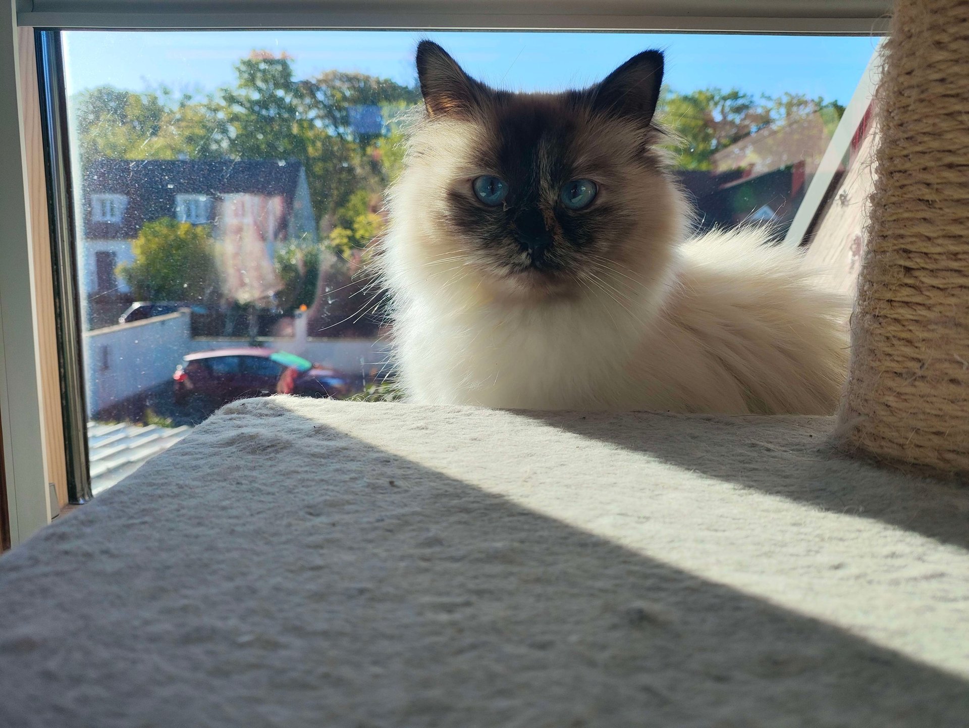 Luna - Sacré de Birmanie Seal Tortie Point