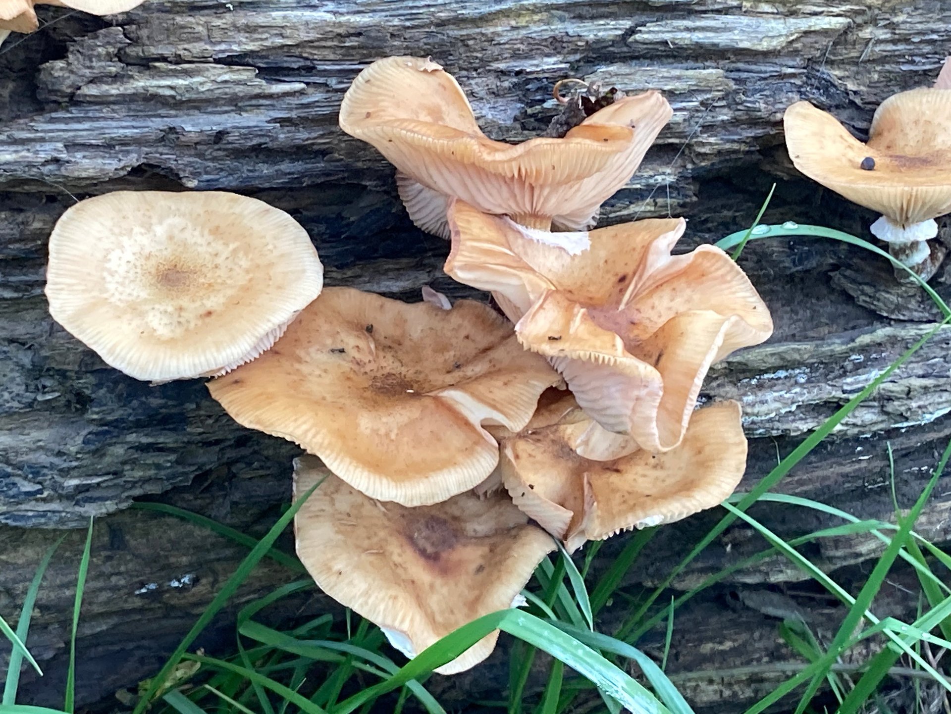 Groepje lichtbruine paddenstoelen op een verweerde boomstam tussen gras en bladeren.
