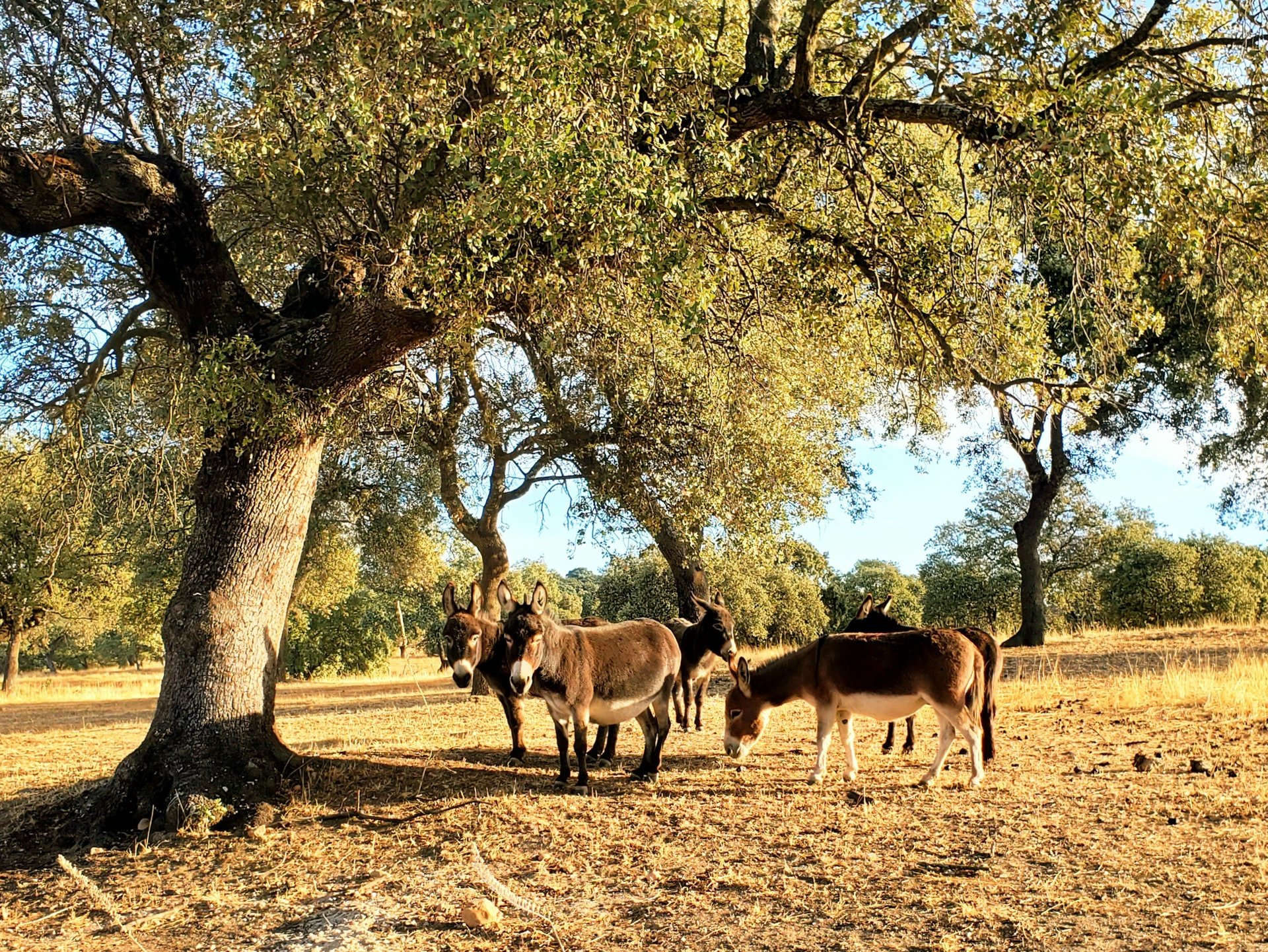 Ânes miniatures regroupés sous un chêne