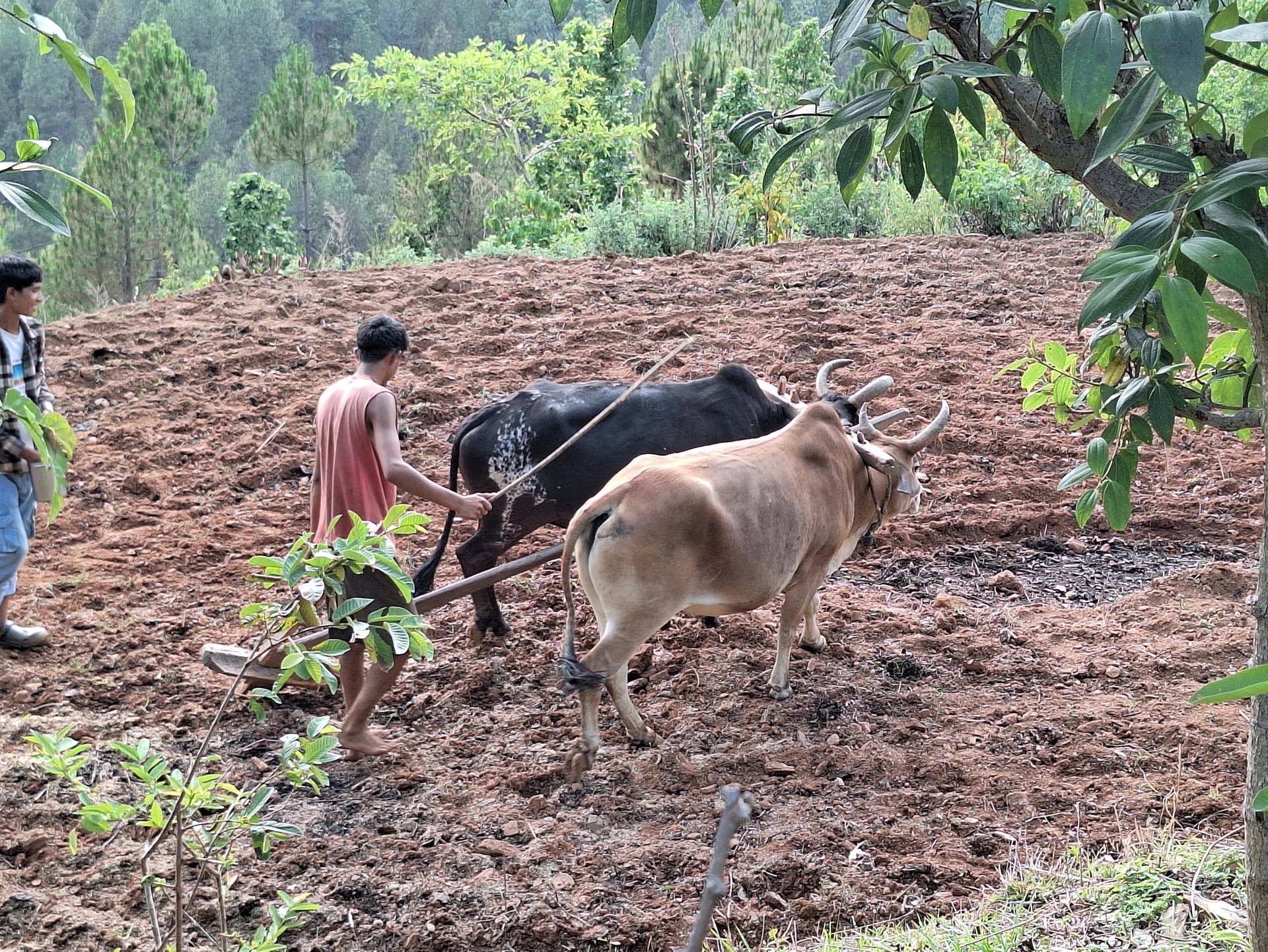 plowing work in the mountains