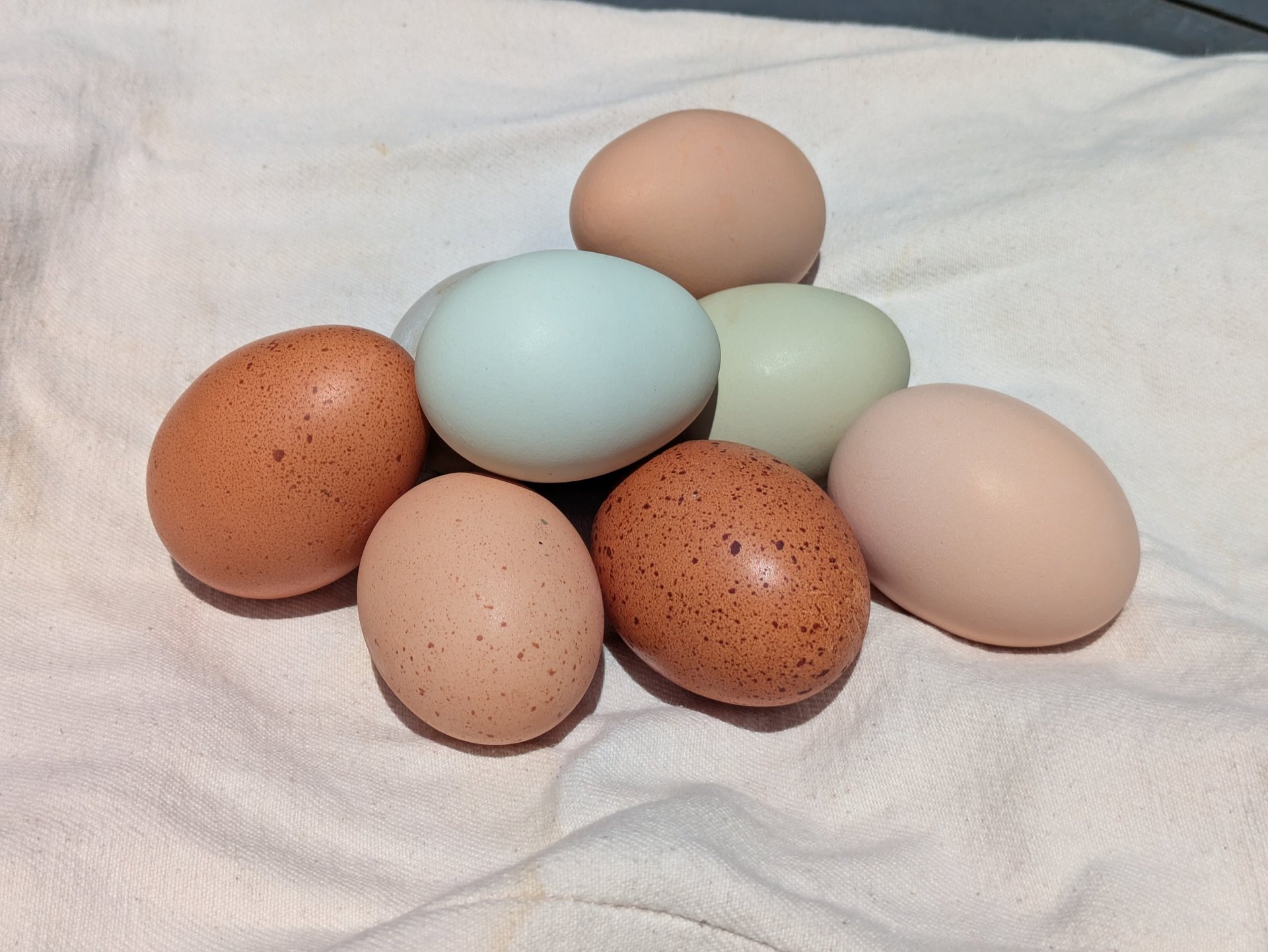 A colorful collection of fresh eggs