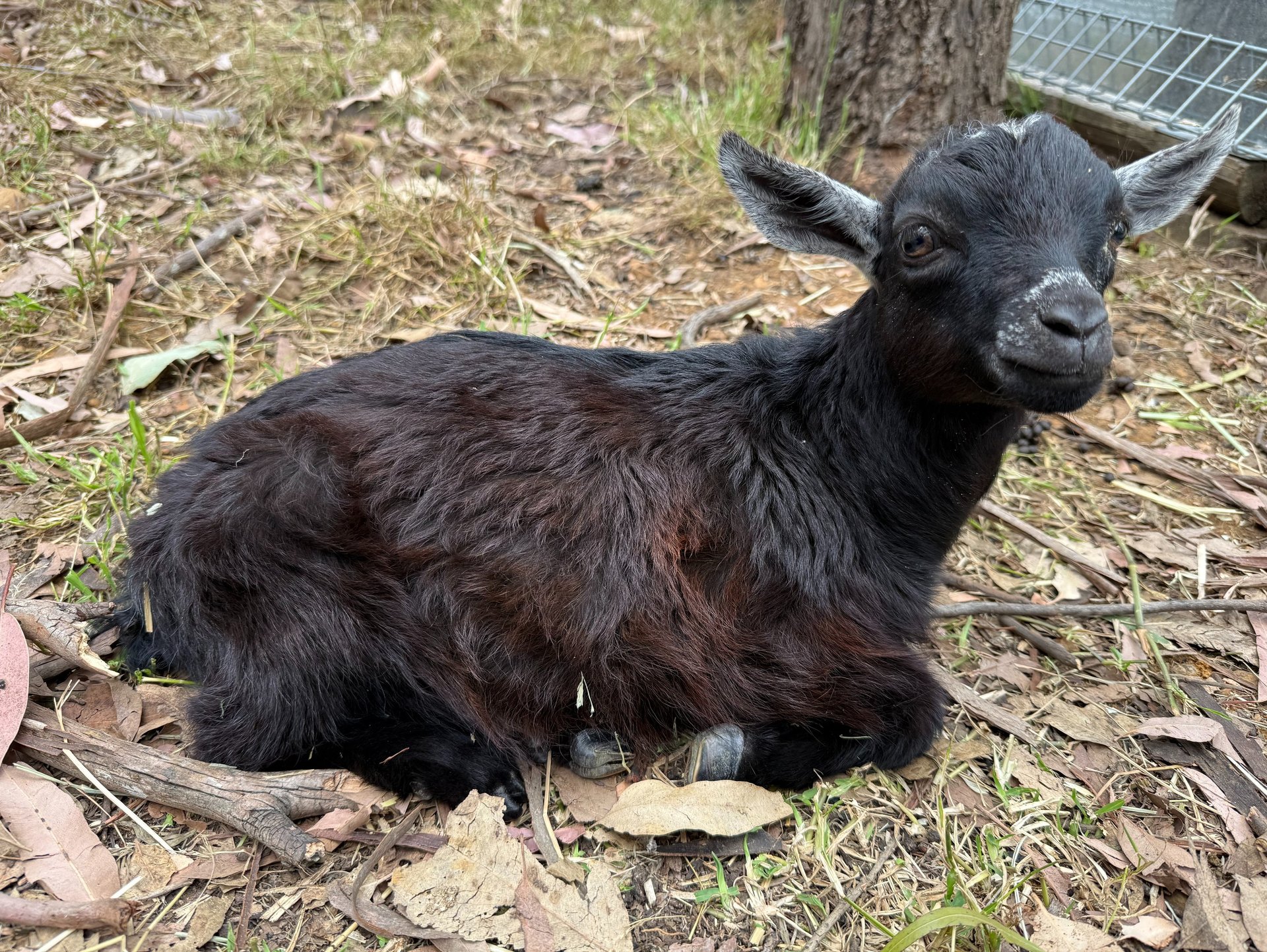 pygmy goat