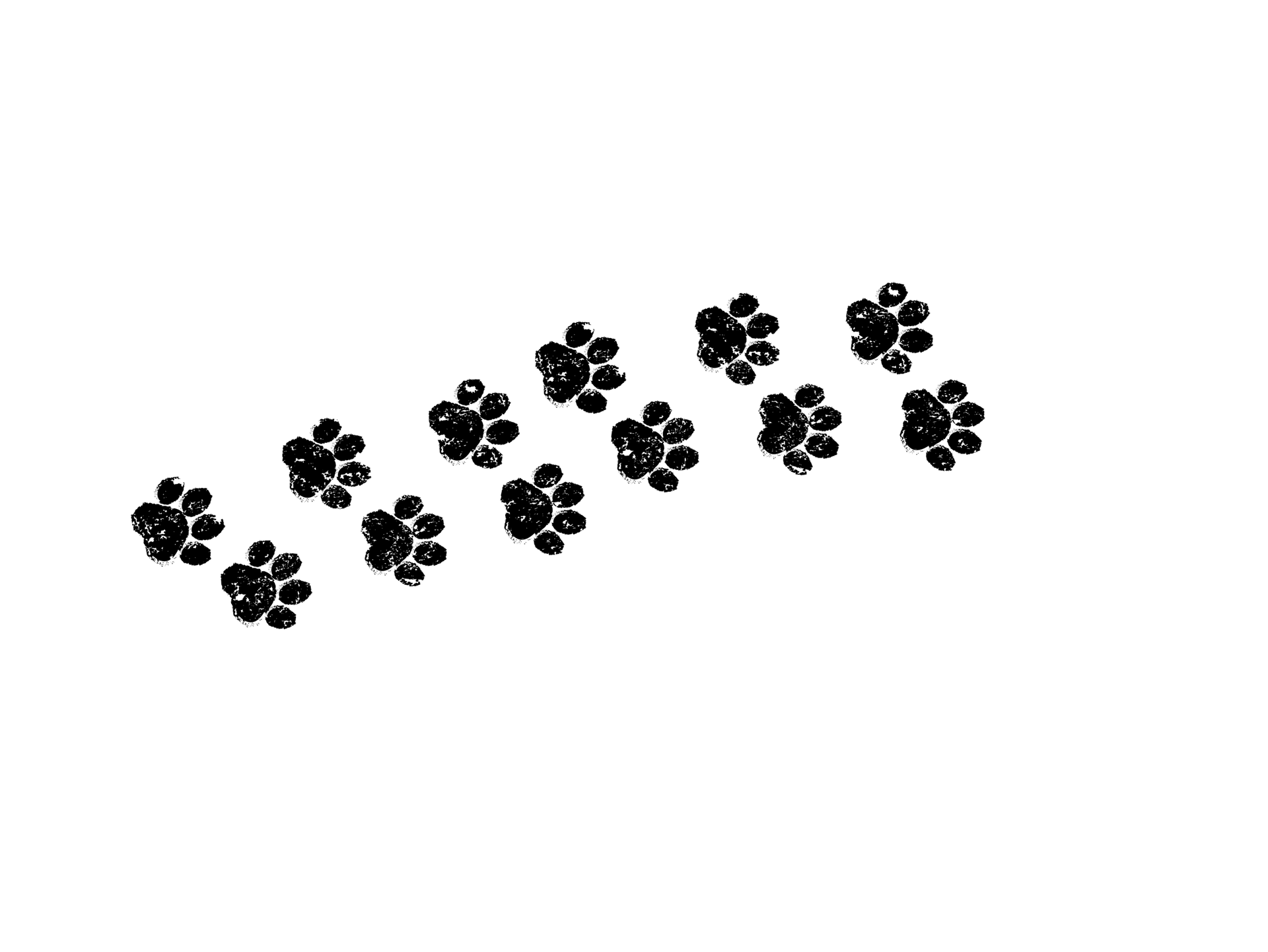 cleaned dog paws from a happy poof dog being serviced