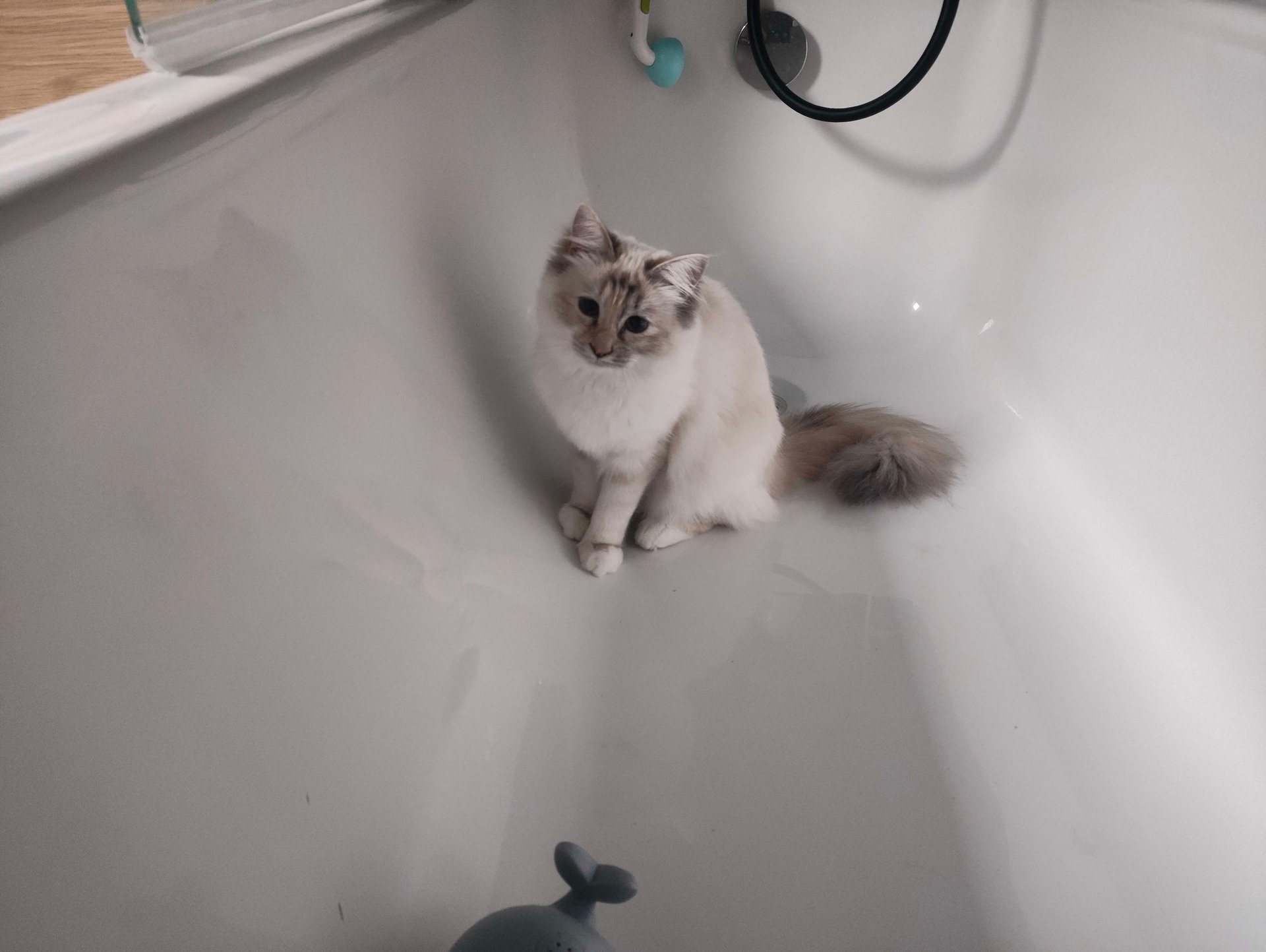 Yuki bain - Sacré de Birmanie - Blue Tortie Tabby Point