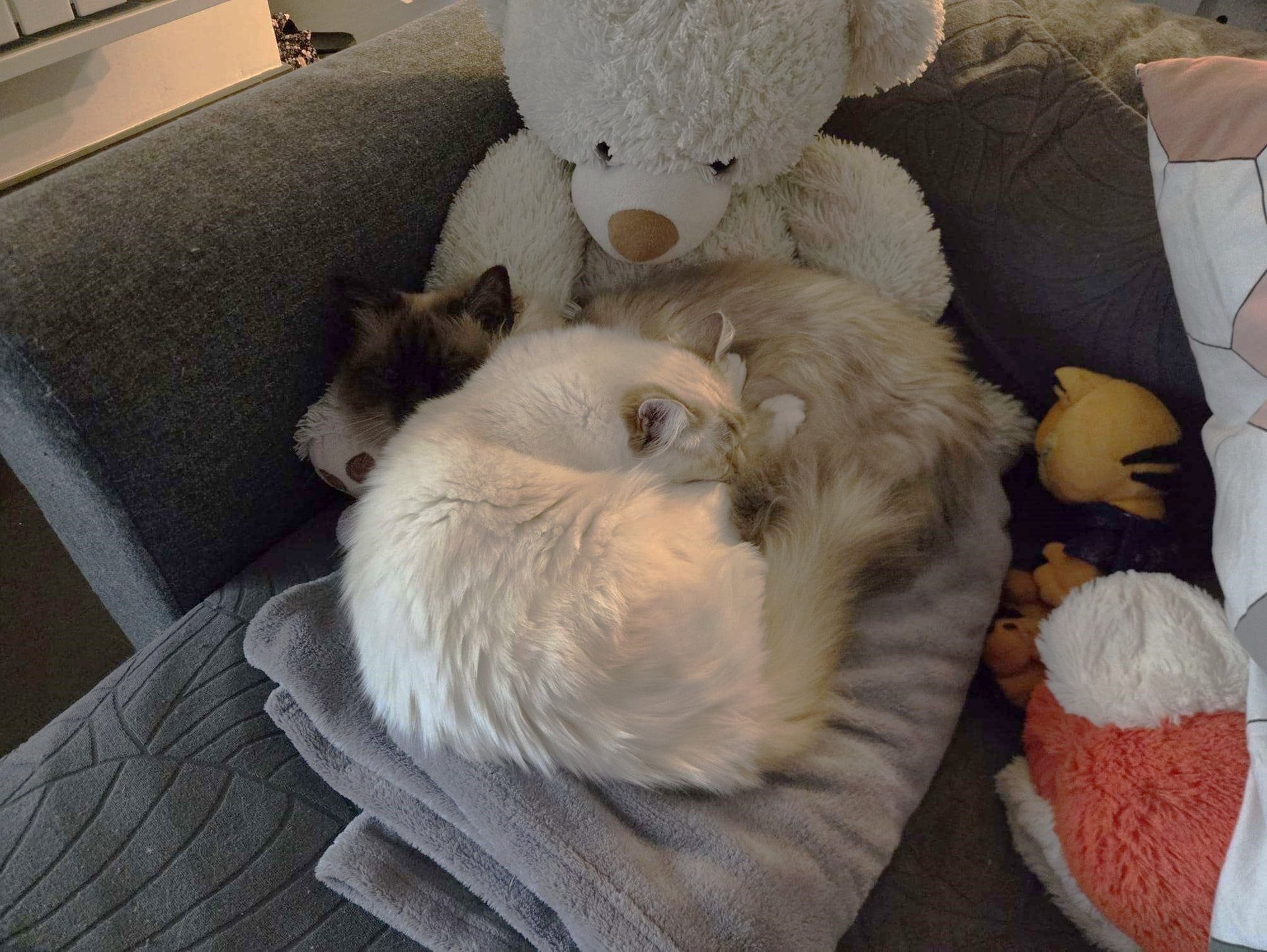 Sora - Yuki - Sacré de Birmanie