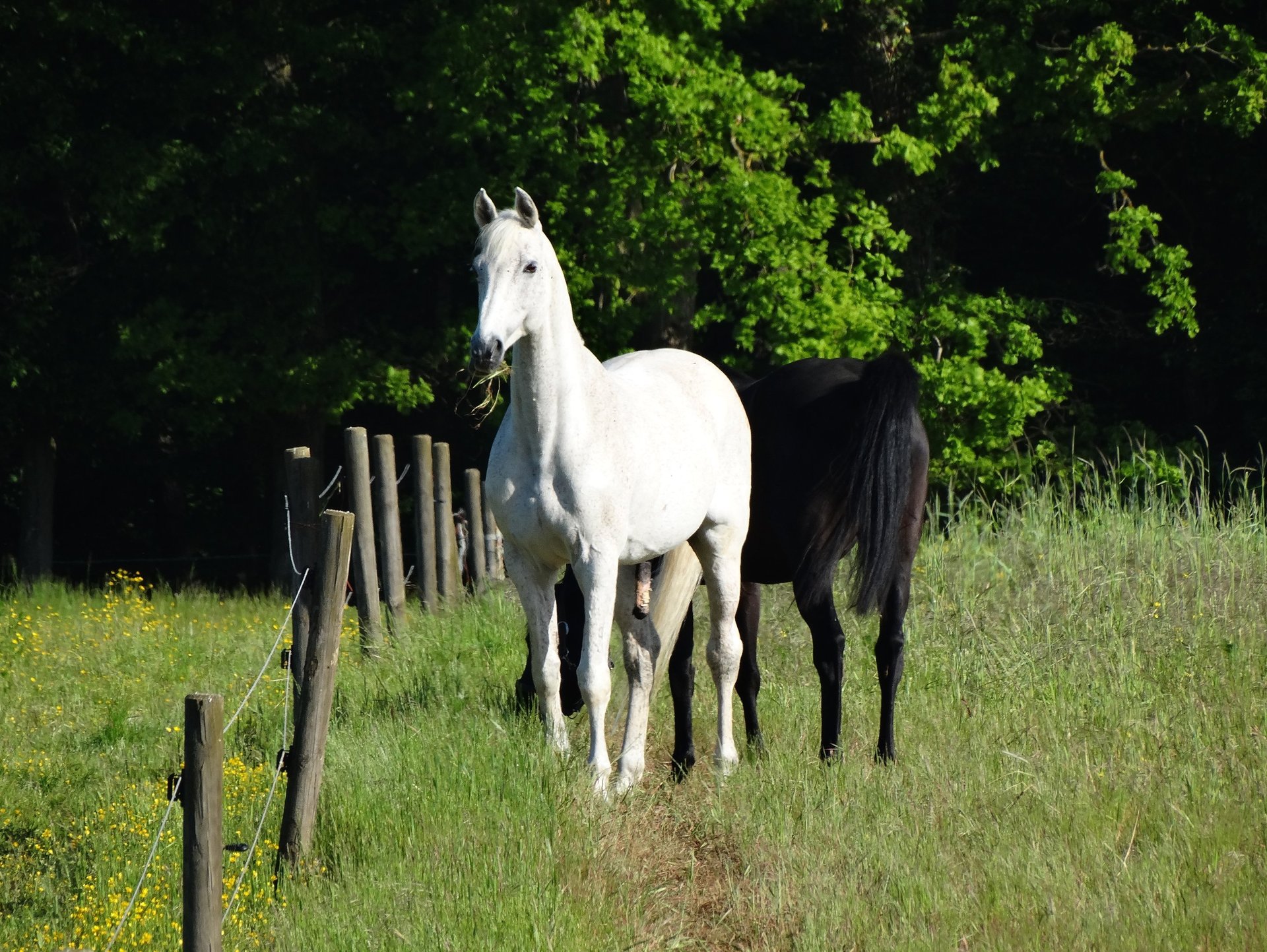 Beau cheval blanc regardant attentivement vers nous