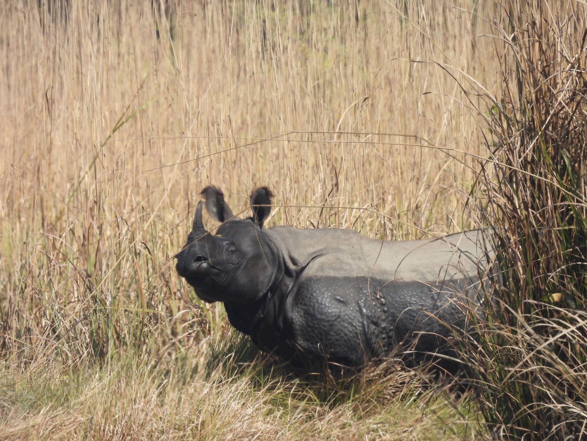 rhino after a mud bath in bardiya park