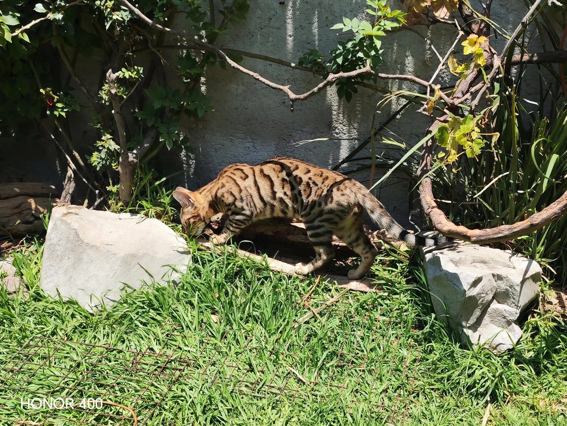 A spotted Bengal kitten explores a backyard garden with green grass, rocks, and vines.