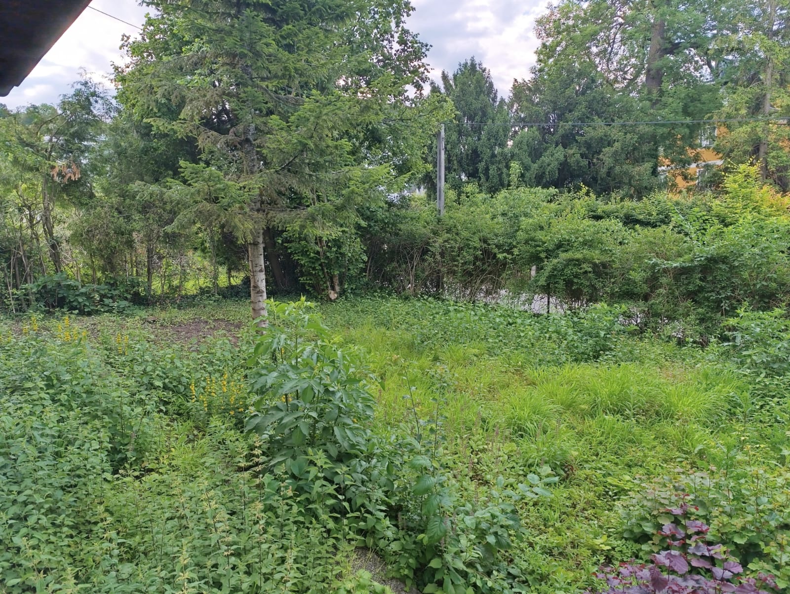 Garten-Rodung vorher