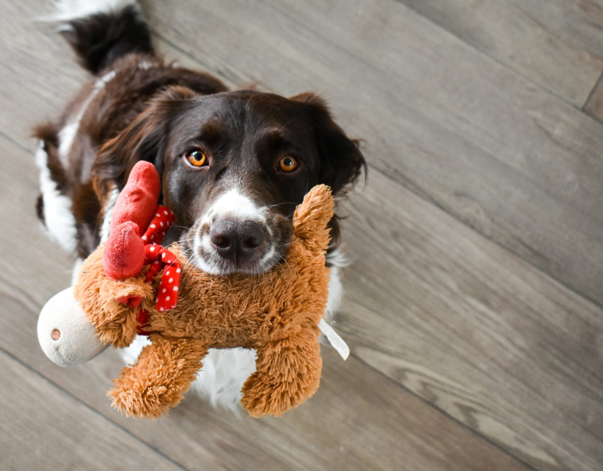 Kuscheltiere Reinigung in Tuttlingen