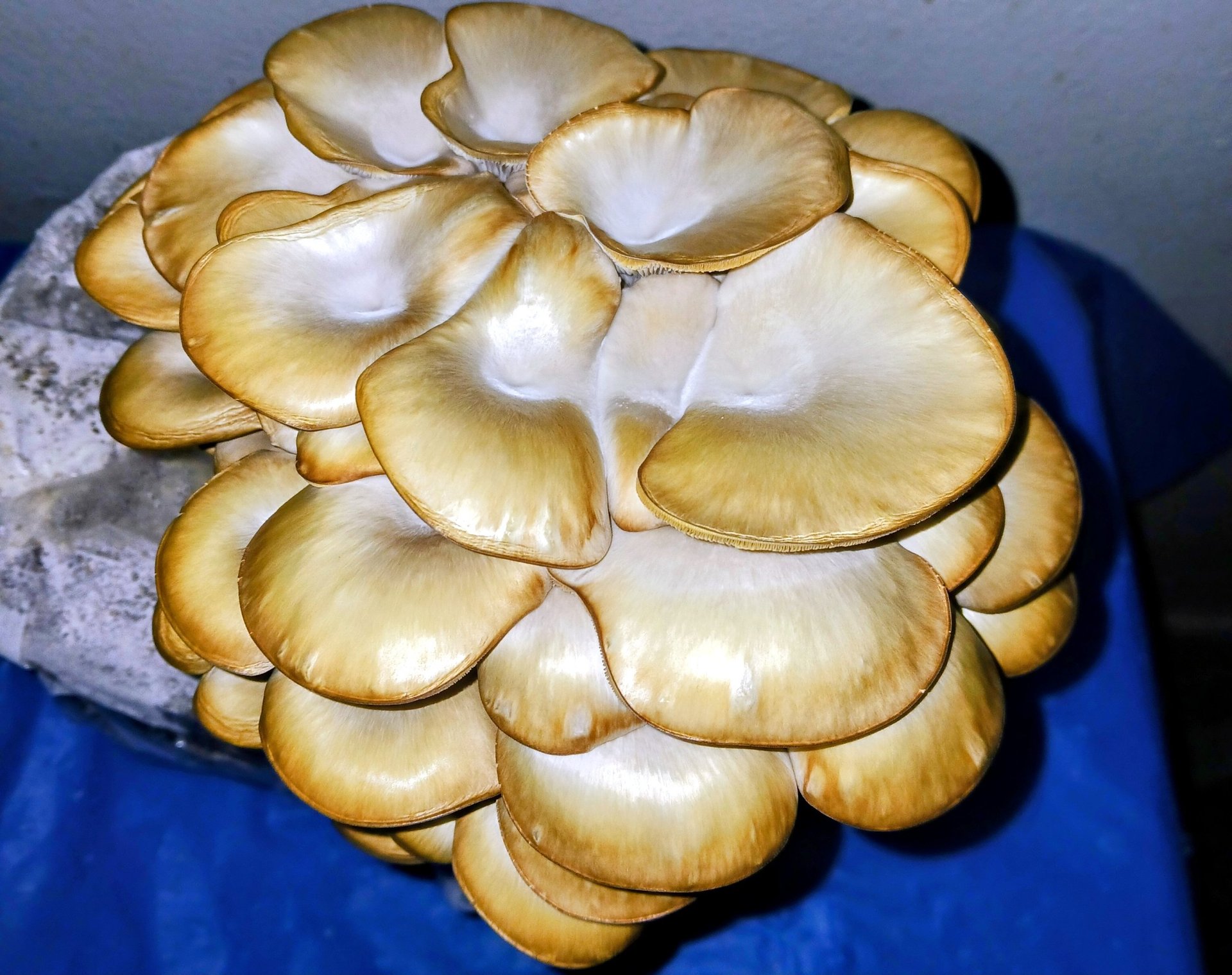 Oyster mushrooms starting to dry out from low humidity