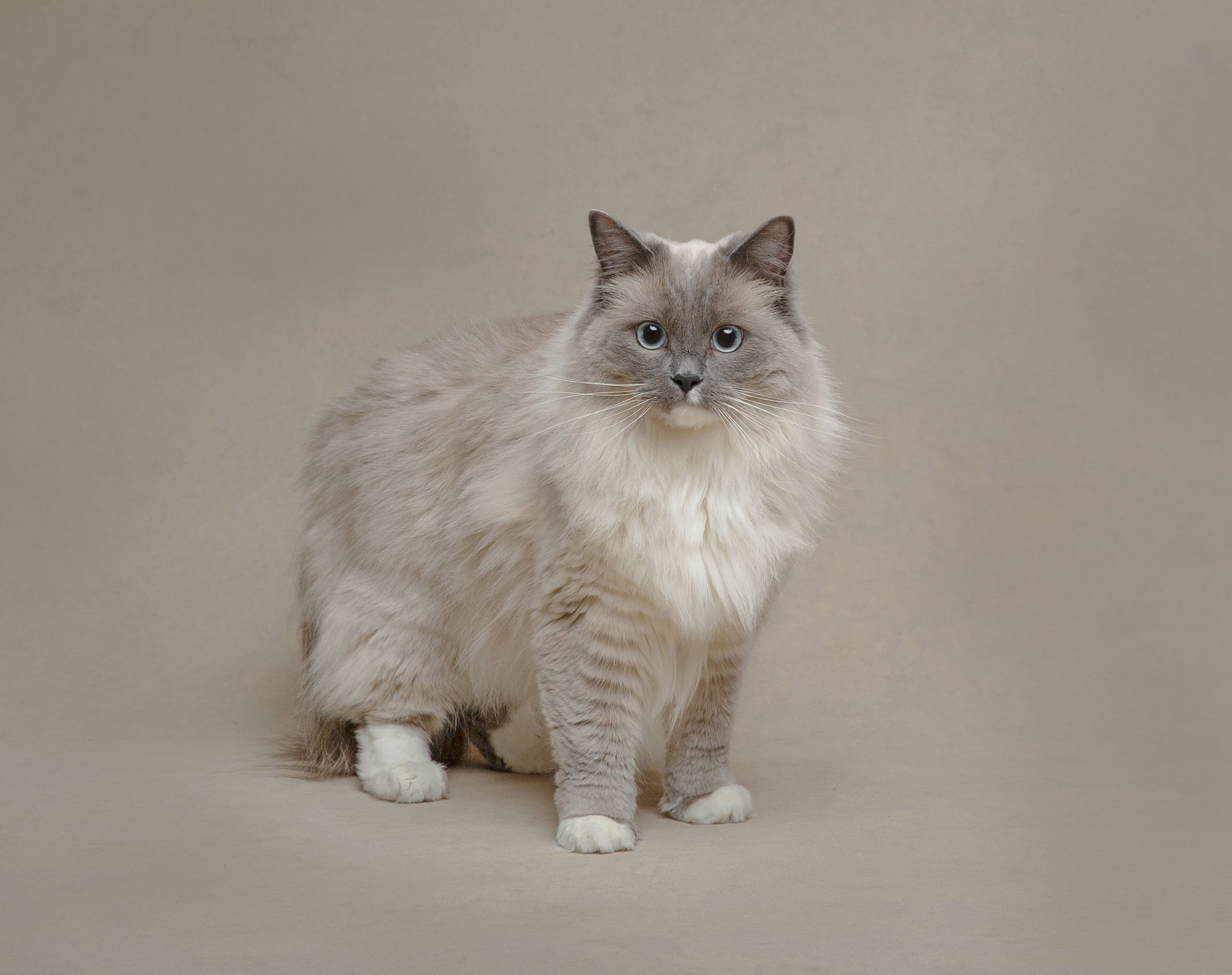 Ragdoll cat on a backdrop