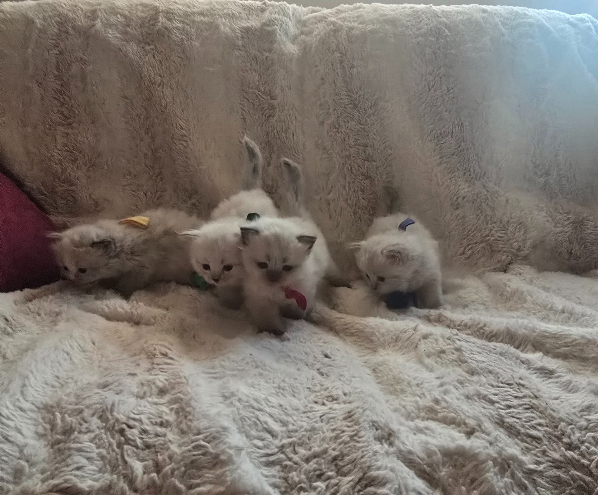 Color Point Siberian kittens