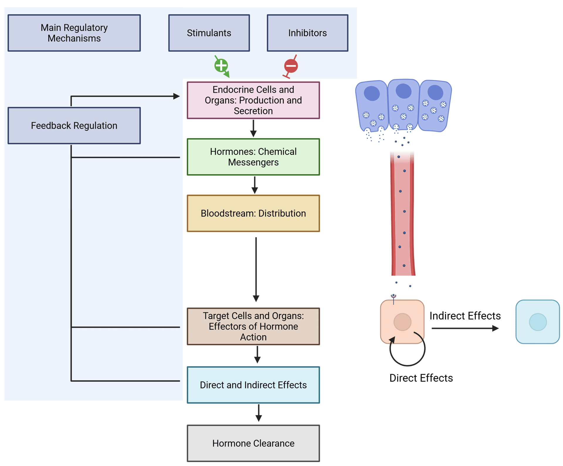Basic Components of the Endocrine System and their respective roles