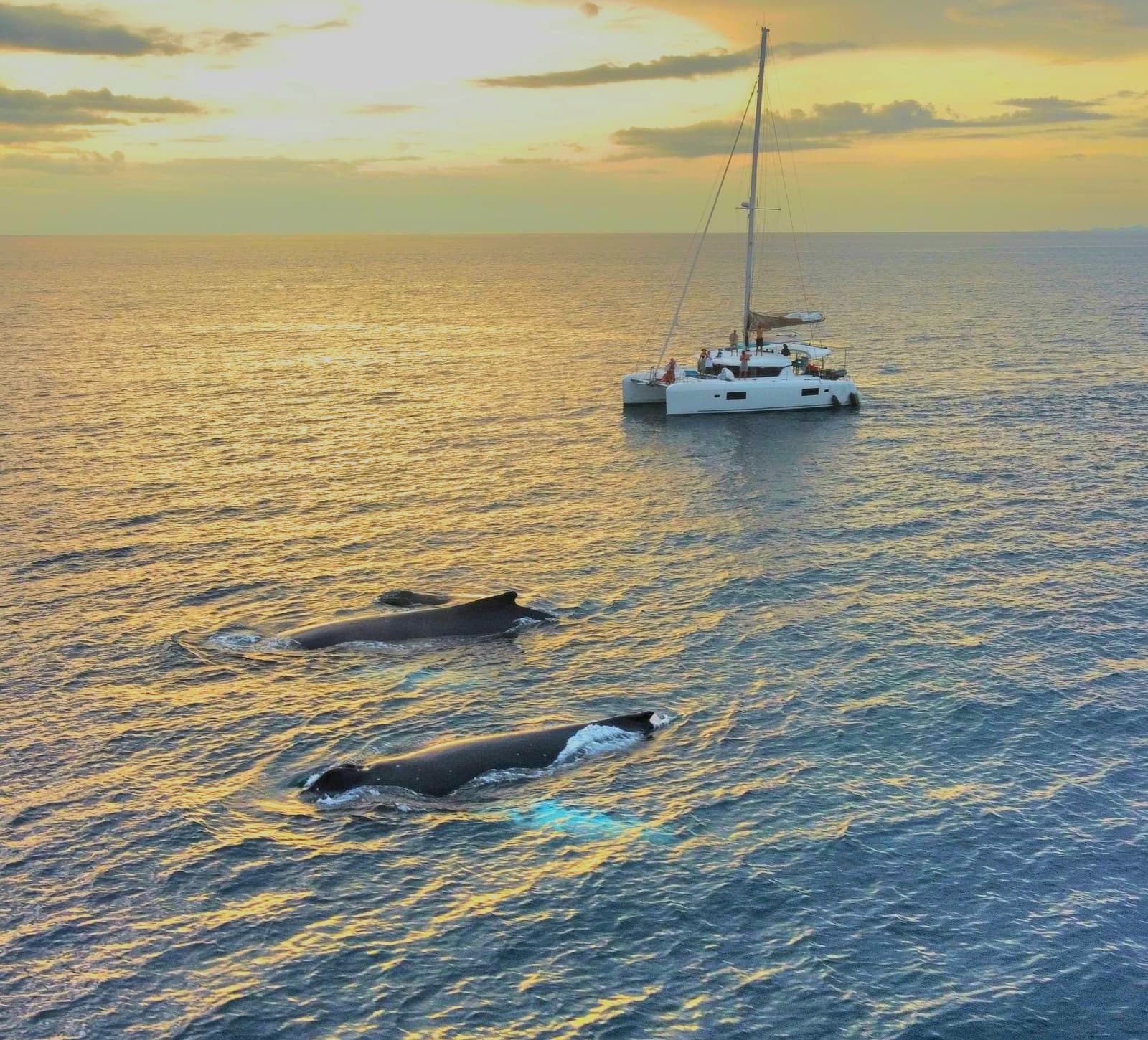 Whales surfacing near Kephas catamaran at sunset in Gulf of Papagayo, Costa Rica