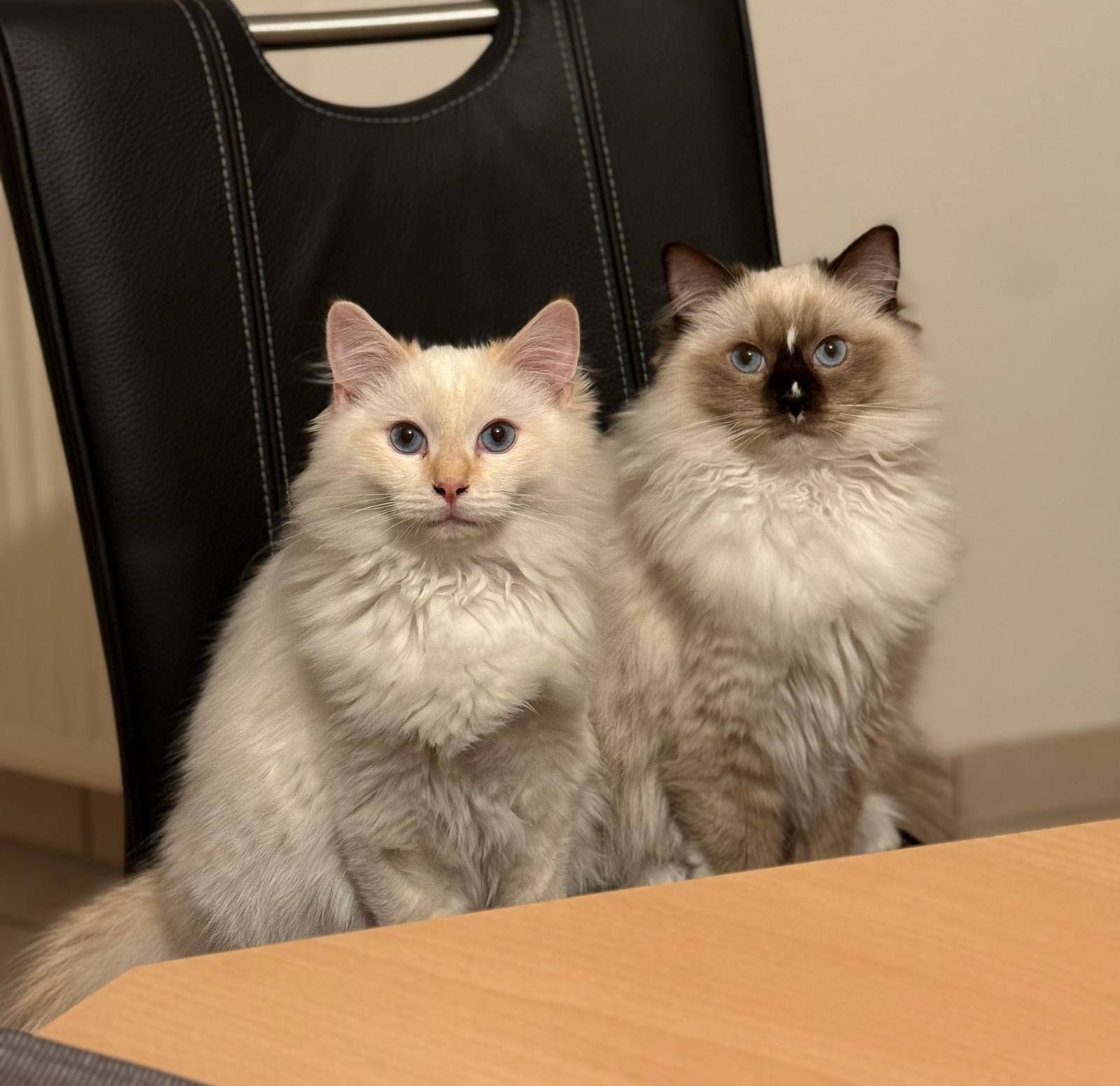 Youki & Xeno des Dolls de Mitilo