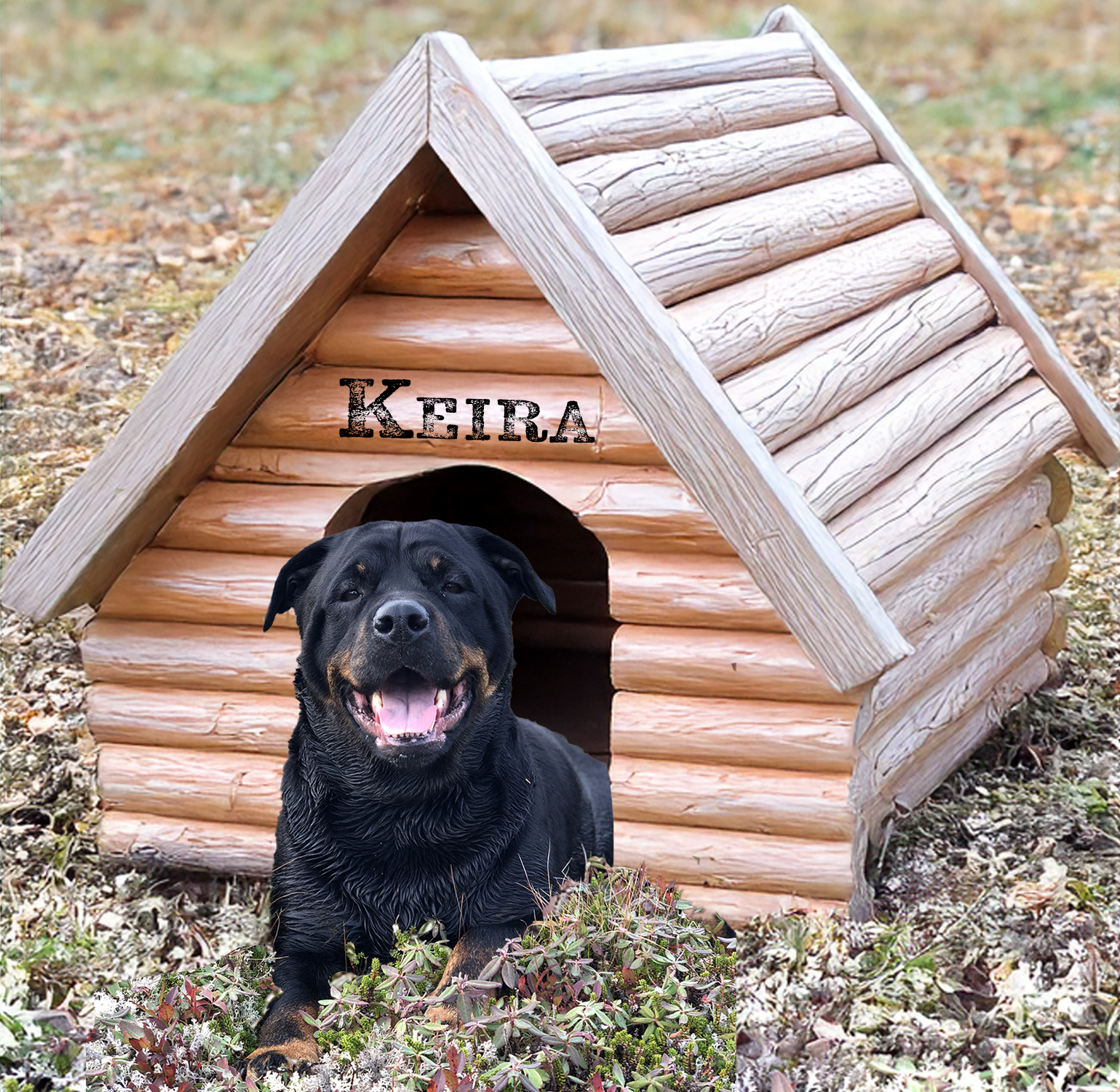 A dog house with a rottweiler sitting in the grass. The dog’s name is Keira, the namesake of our biz