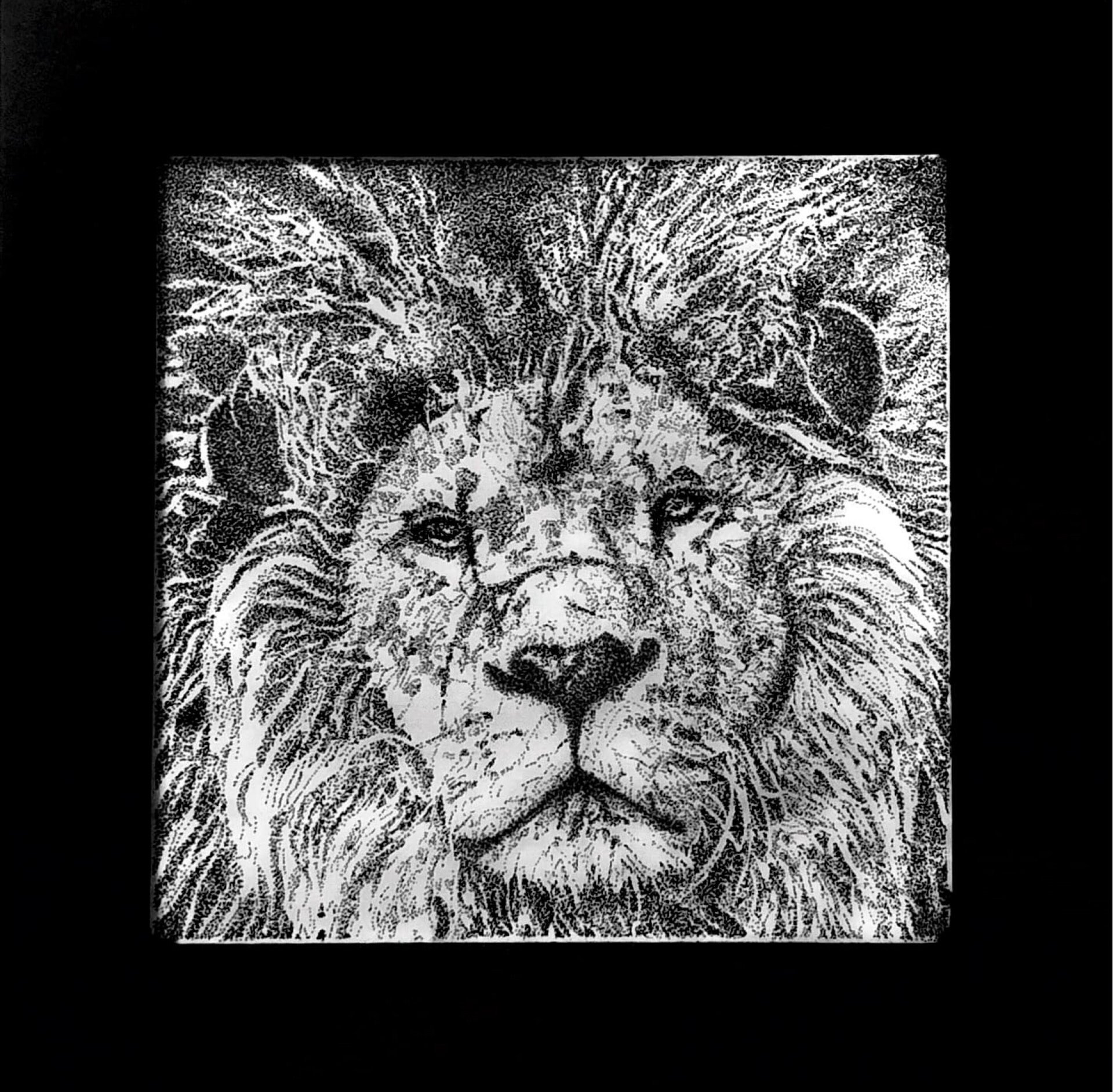 Laila Al-kharabsheh-Lion (Asad)-Stippling