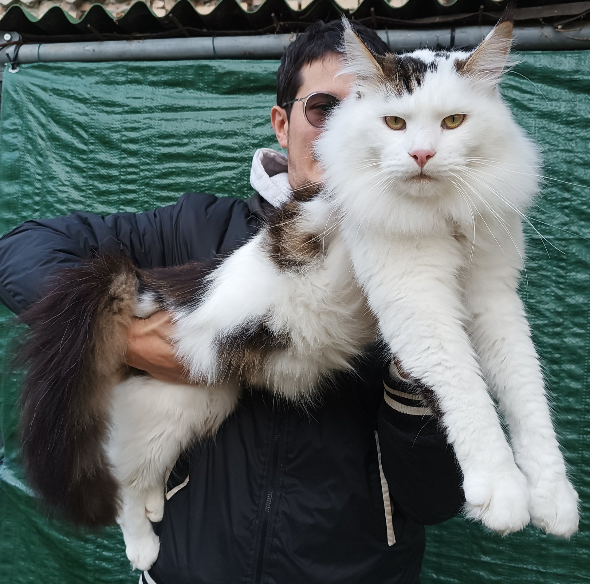 A man holding a large white and brown Maine Coon cat with long fluffy fur and tufted ears.