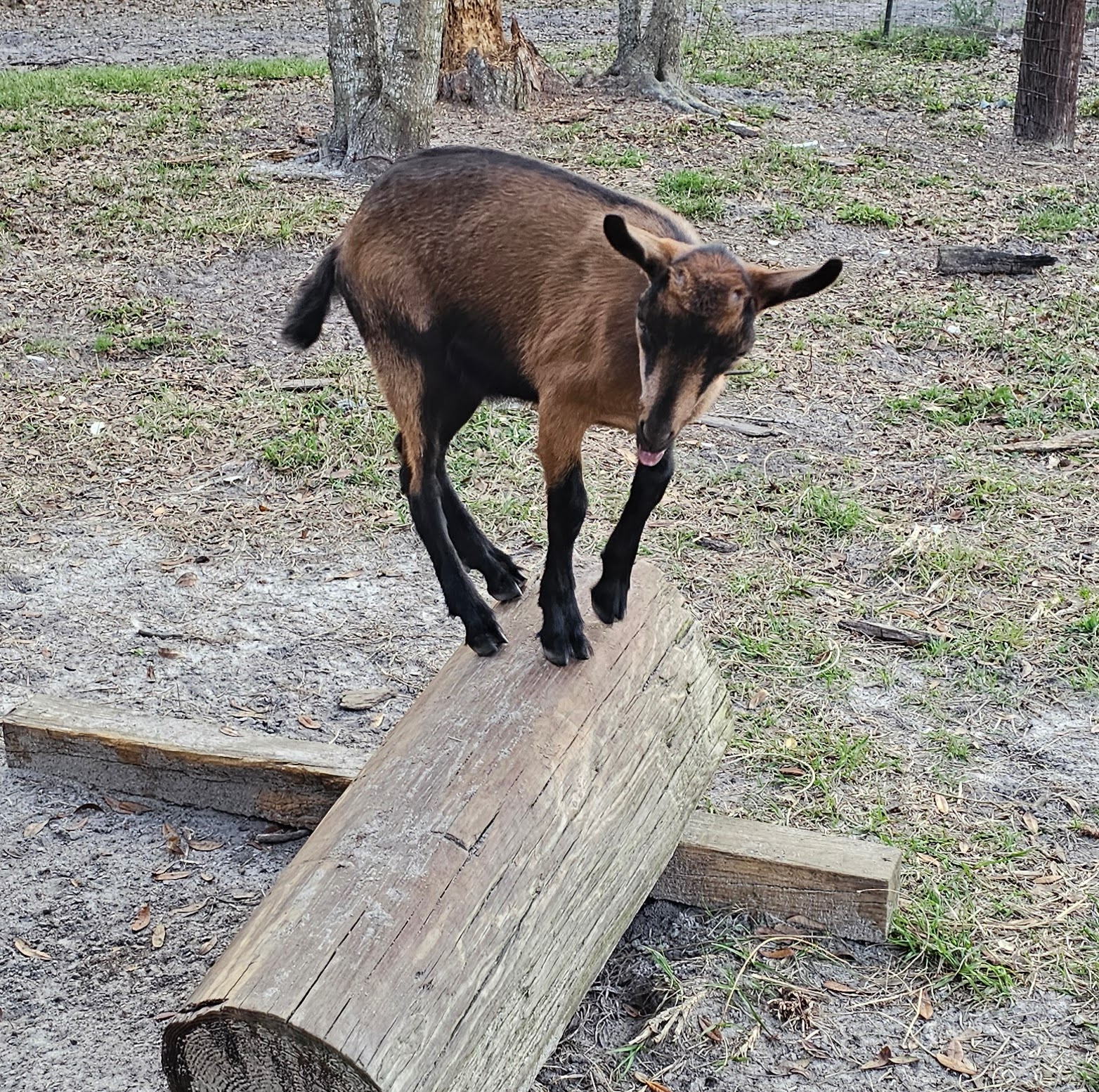 Dark colored Oberhasli goat kid balancing on log
