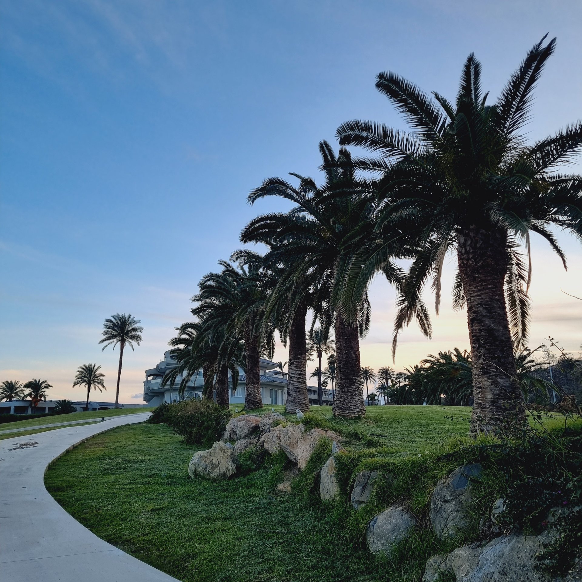 A row of tropical palm trees along a curved pathway at a luxury resort during sunset.