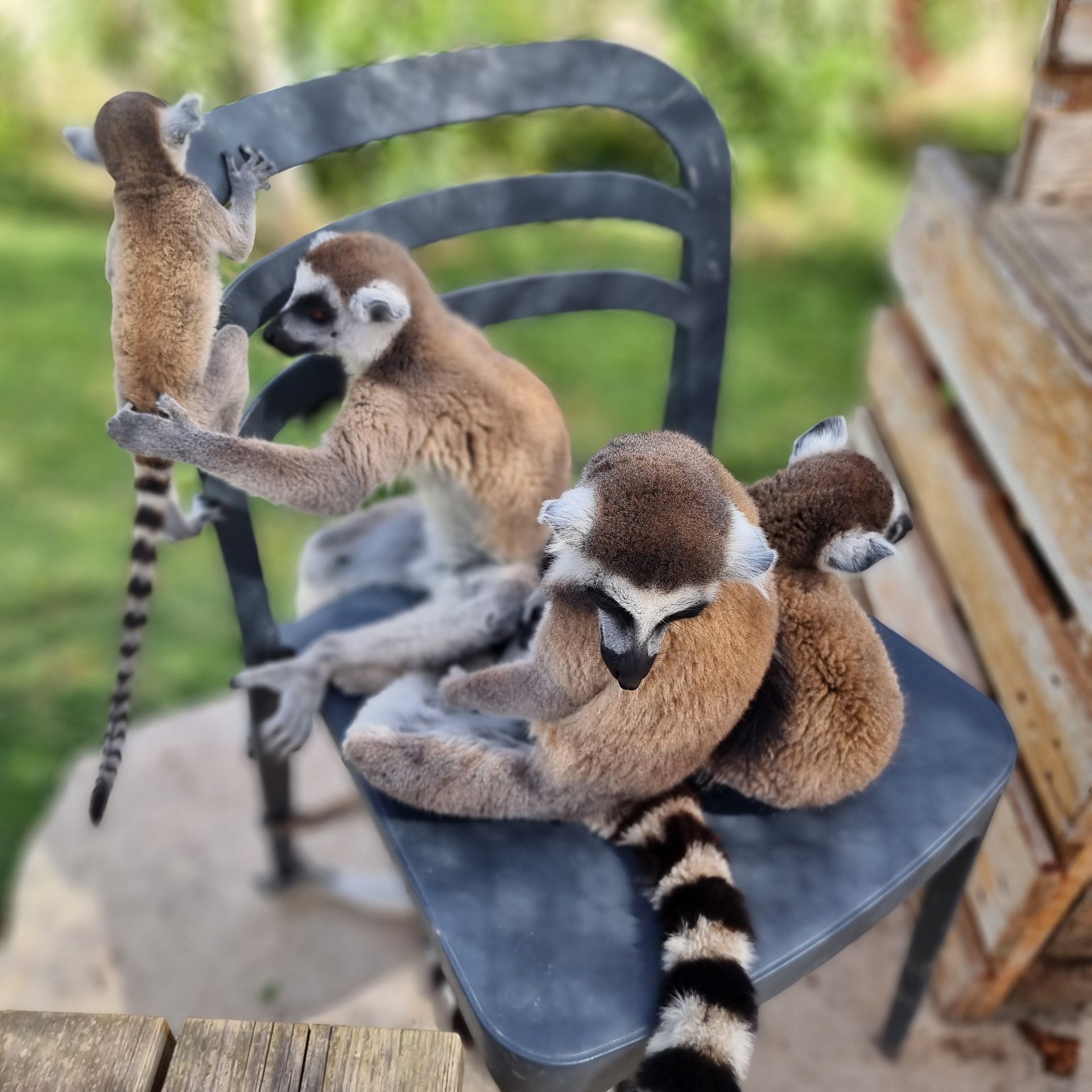 A group of ring-tailed lemurs with long striped tails sitting and playing on a black metal chair outdoors.