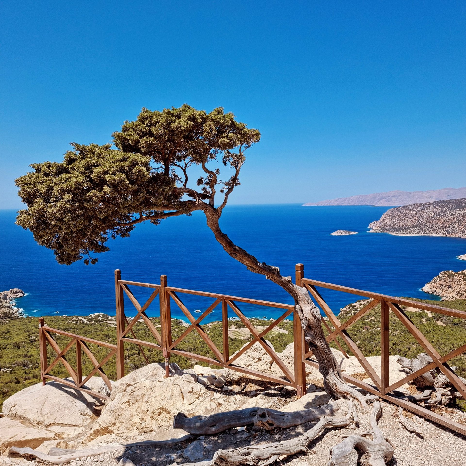 A lone tree overlooks a panoramic ocean view from a wooden viewpoint on a sunny day.