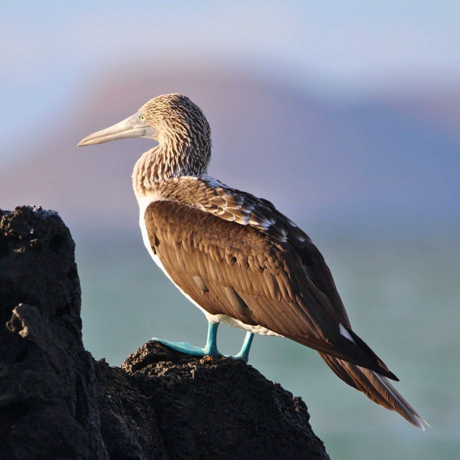 A blue-footed booby bird with bright blue feet perched on a volcanic rock in the Galapagos Islands.