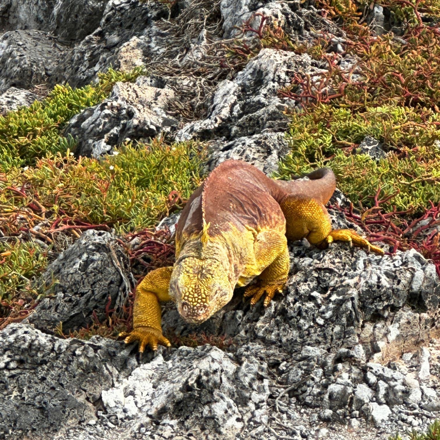A yellow Galapagos land iguana crawling across volcanic rocks and coastal vegetation.
