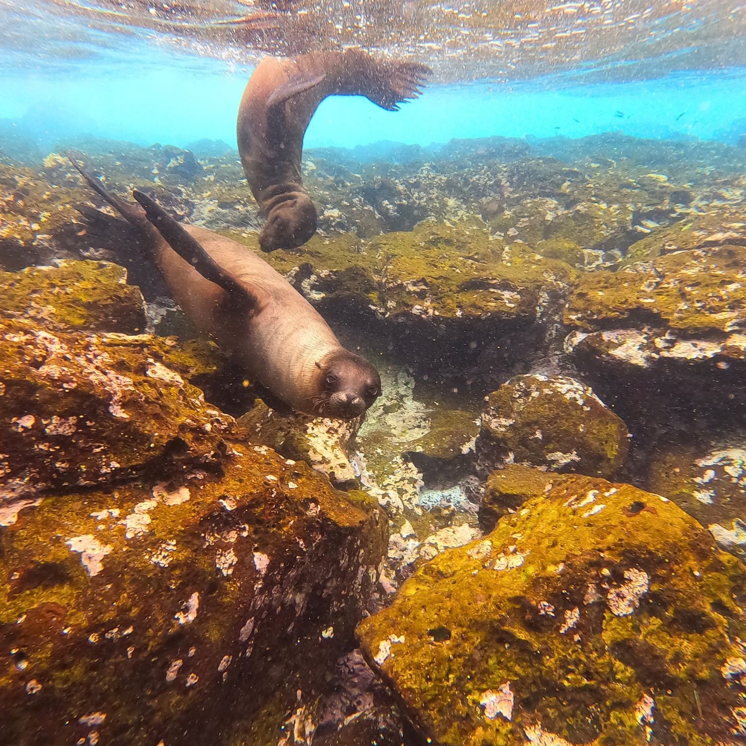 Two Galapagos sea lions swimming underwater over mossy volcanic rocks in a clear blue ocean.