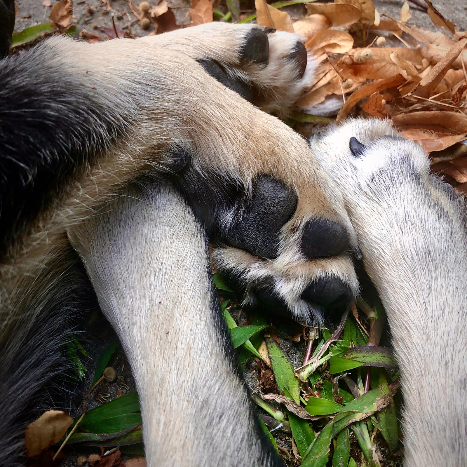 Pfoten von Welpe bei Pfotenbande Hundetraining