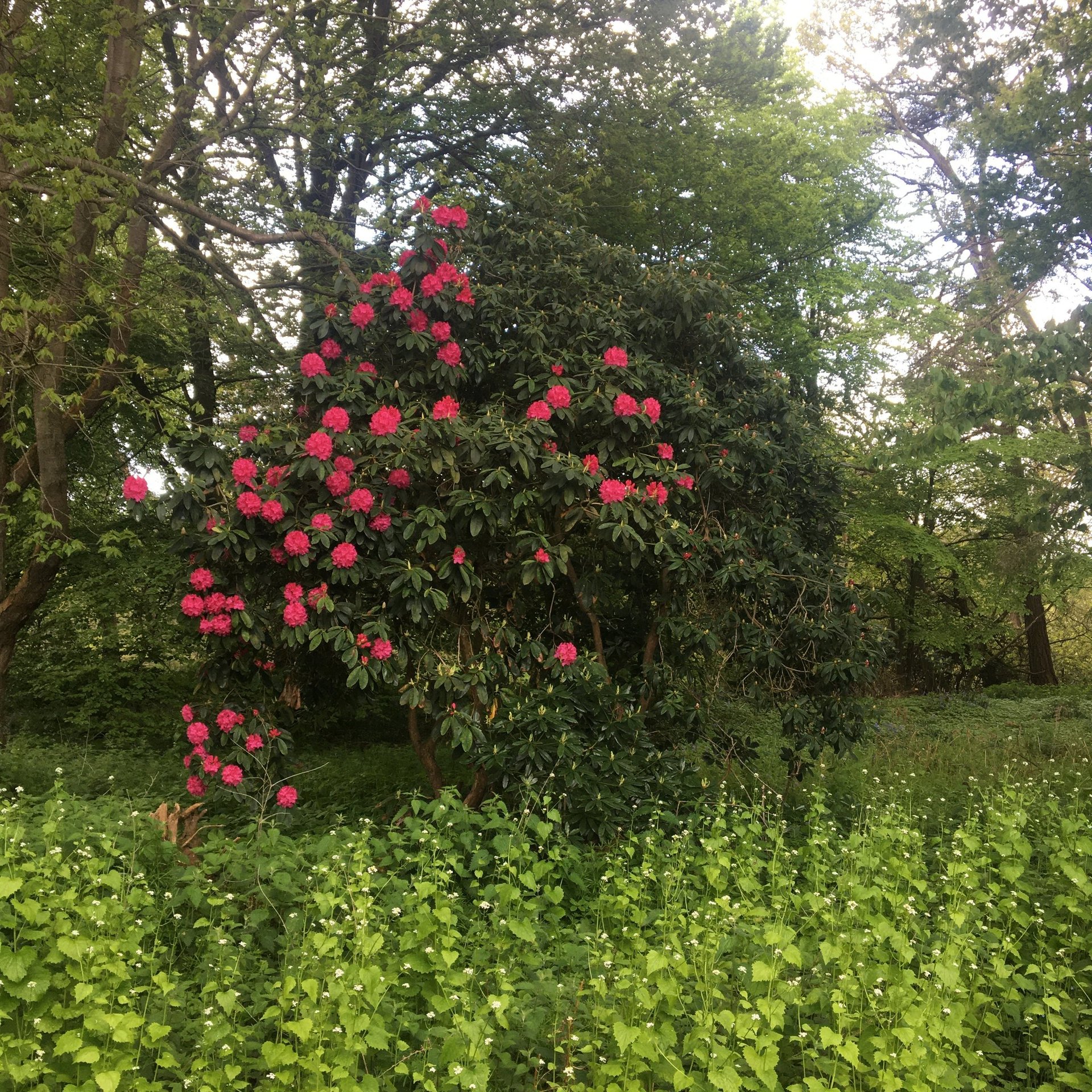 Trimmed rhododendron in flower