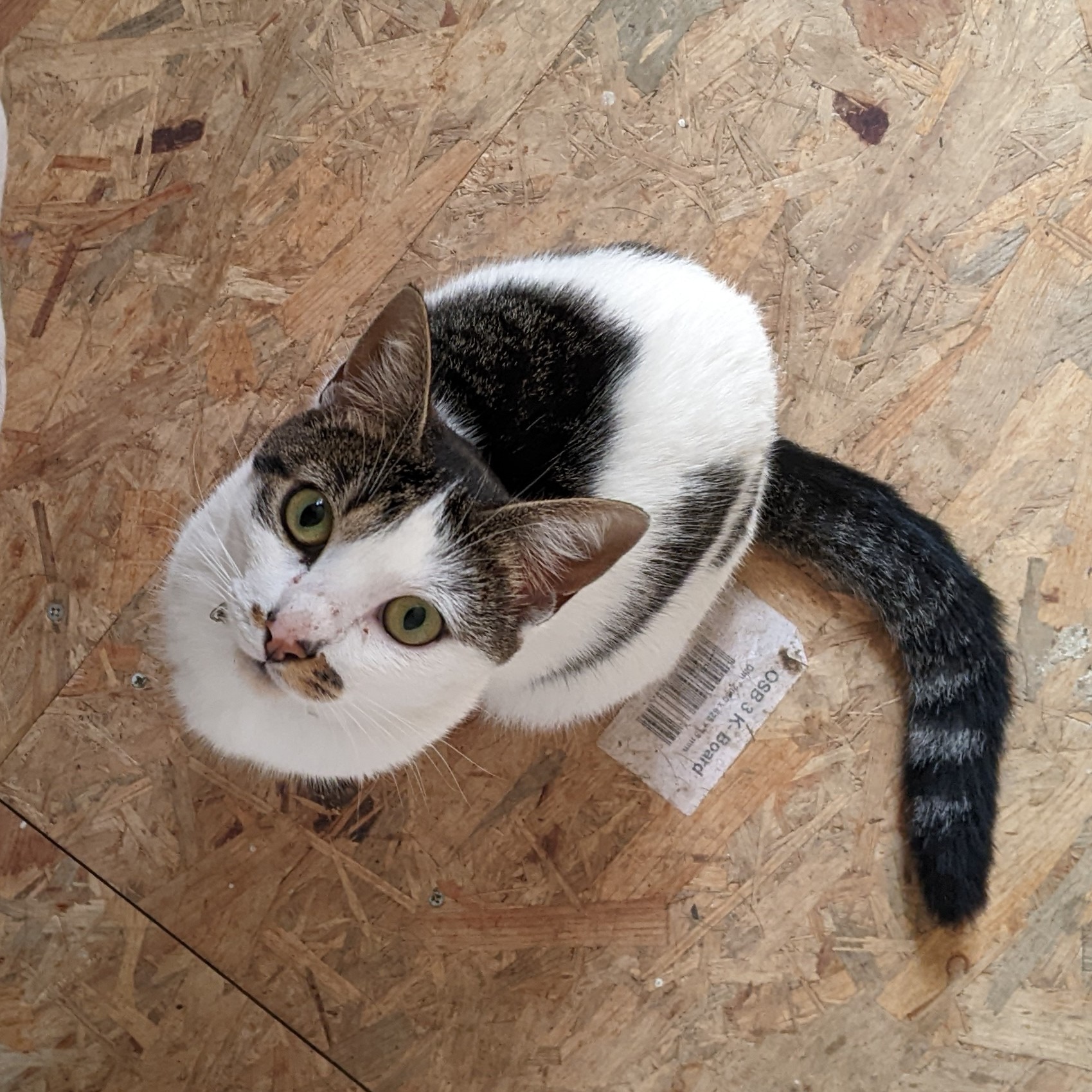 a cat sitting on a wooden floor with a tag on it