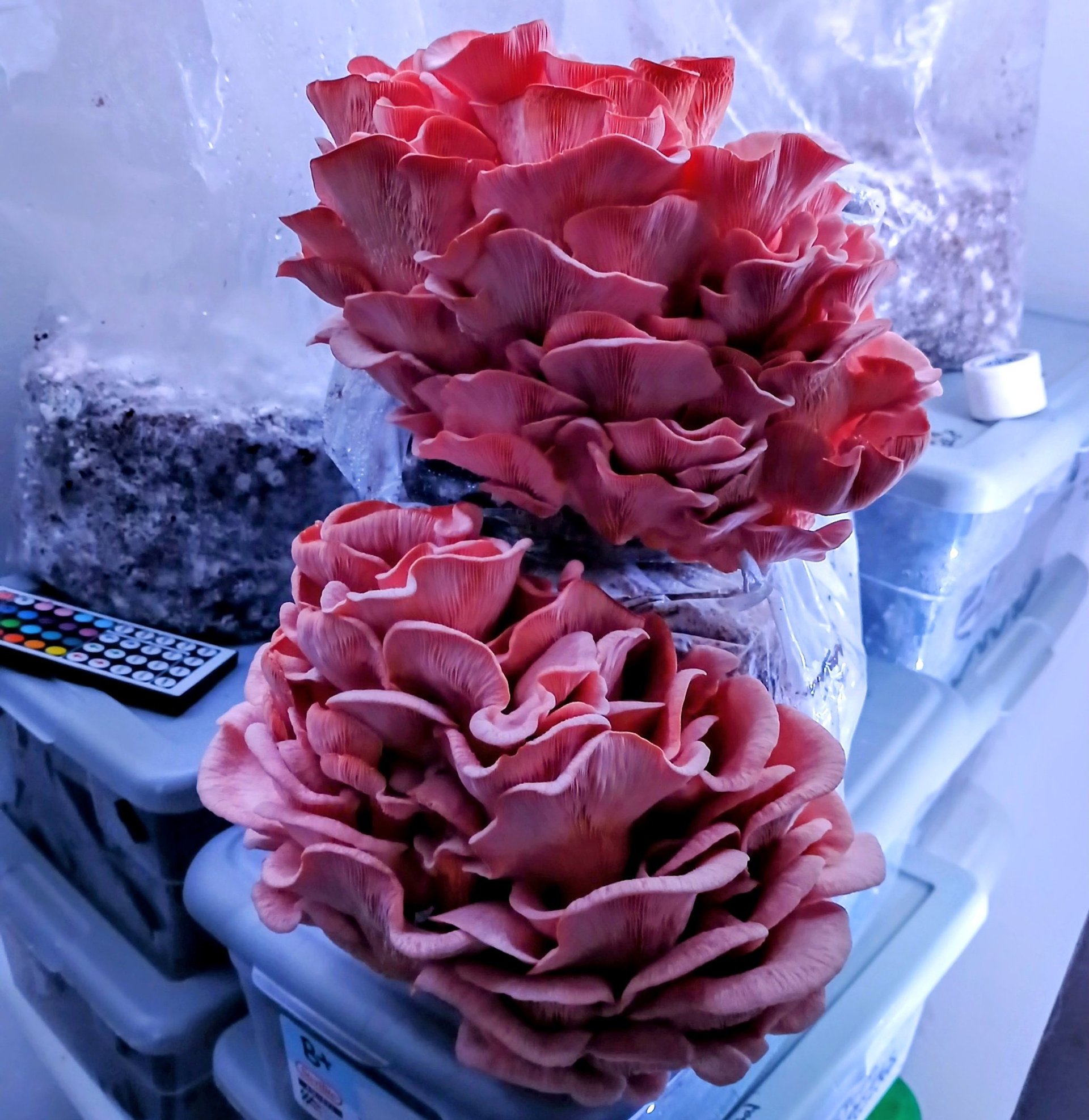 pink oyster mushroom fruiting from grow bag