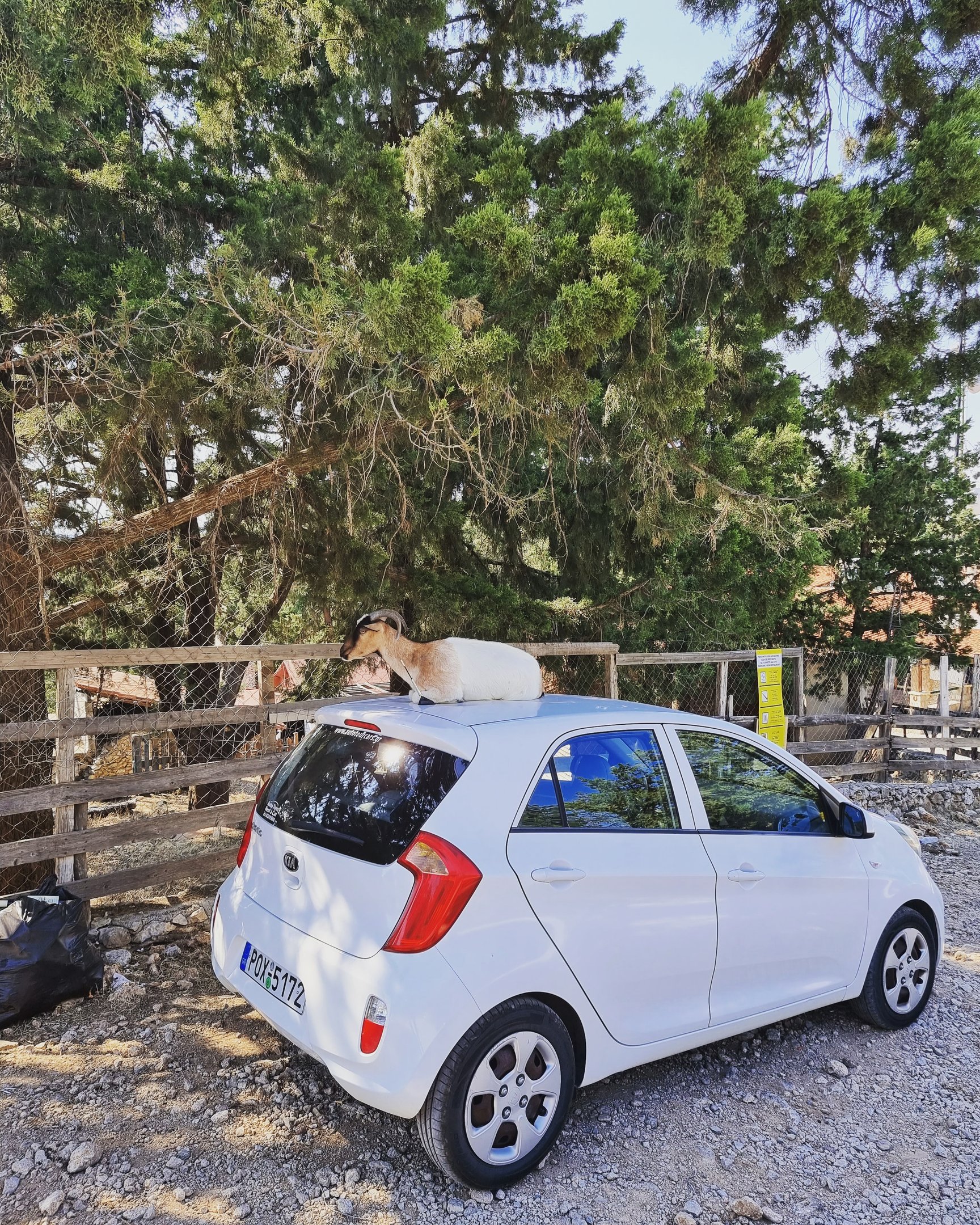 a goat is sitting on top of the car in tsambika rhodes