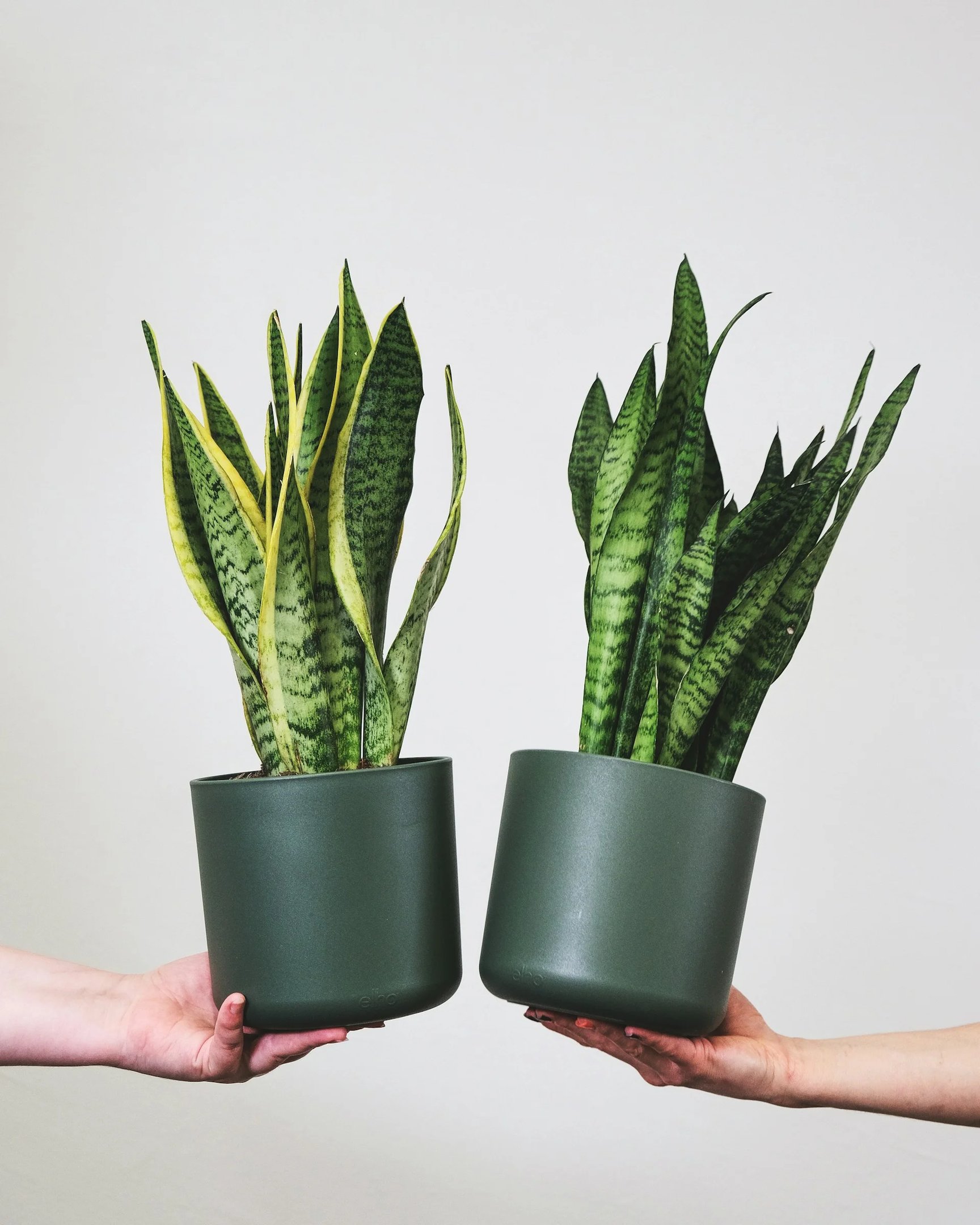 Sansevieria