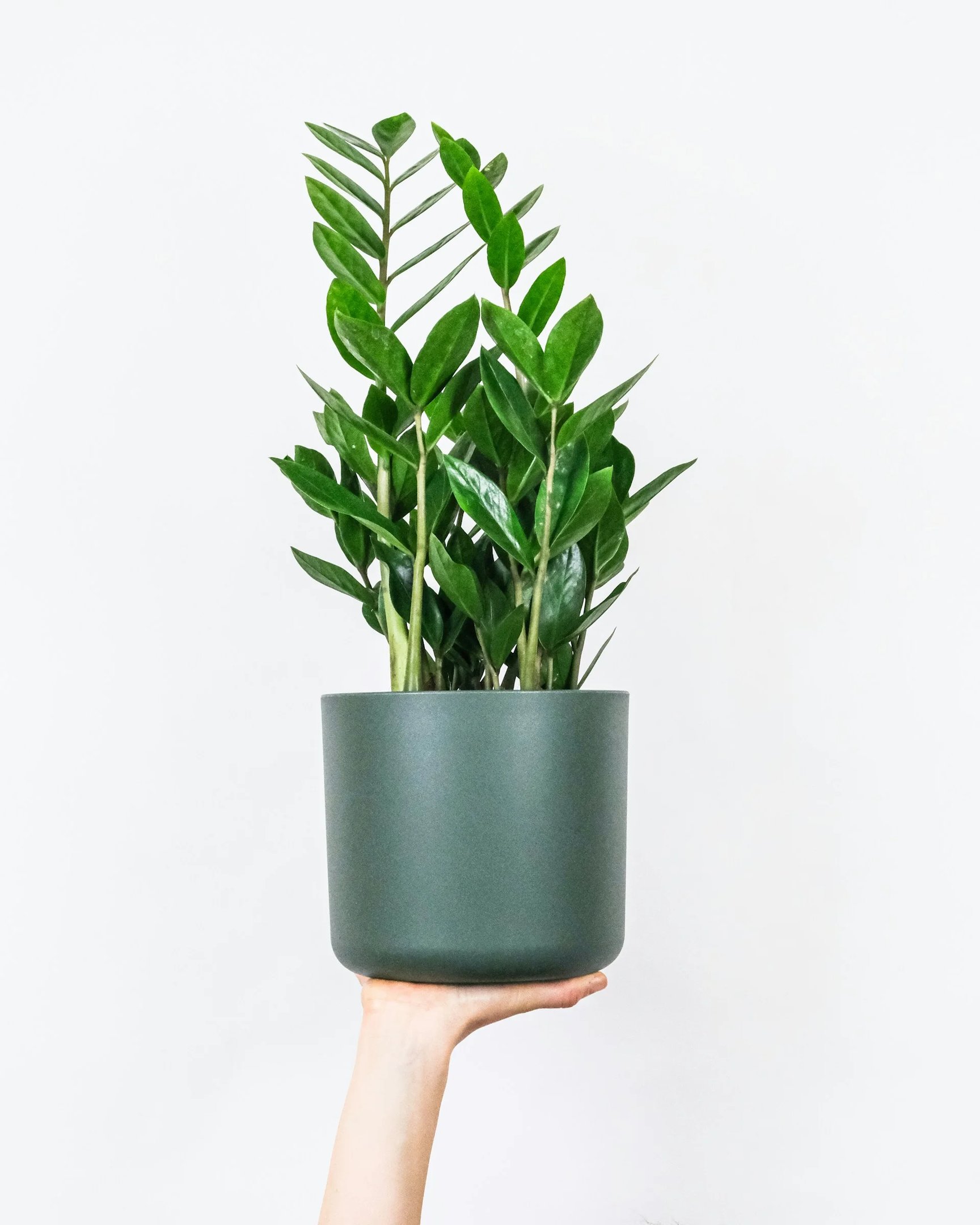 zamioculcas
