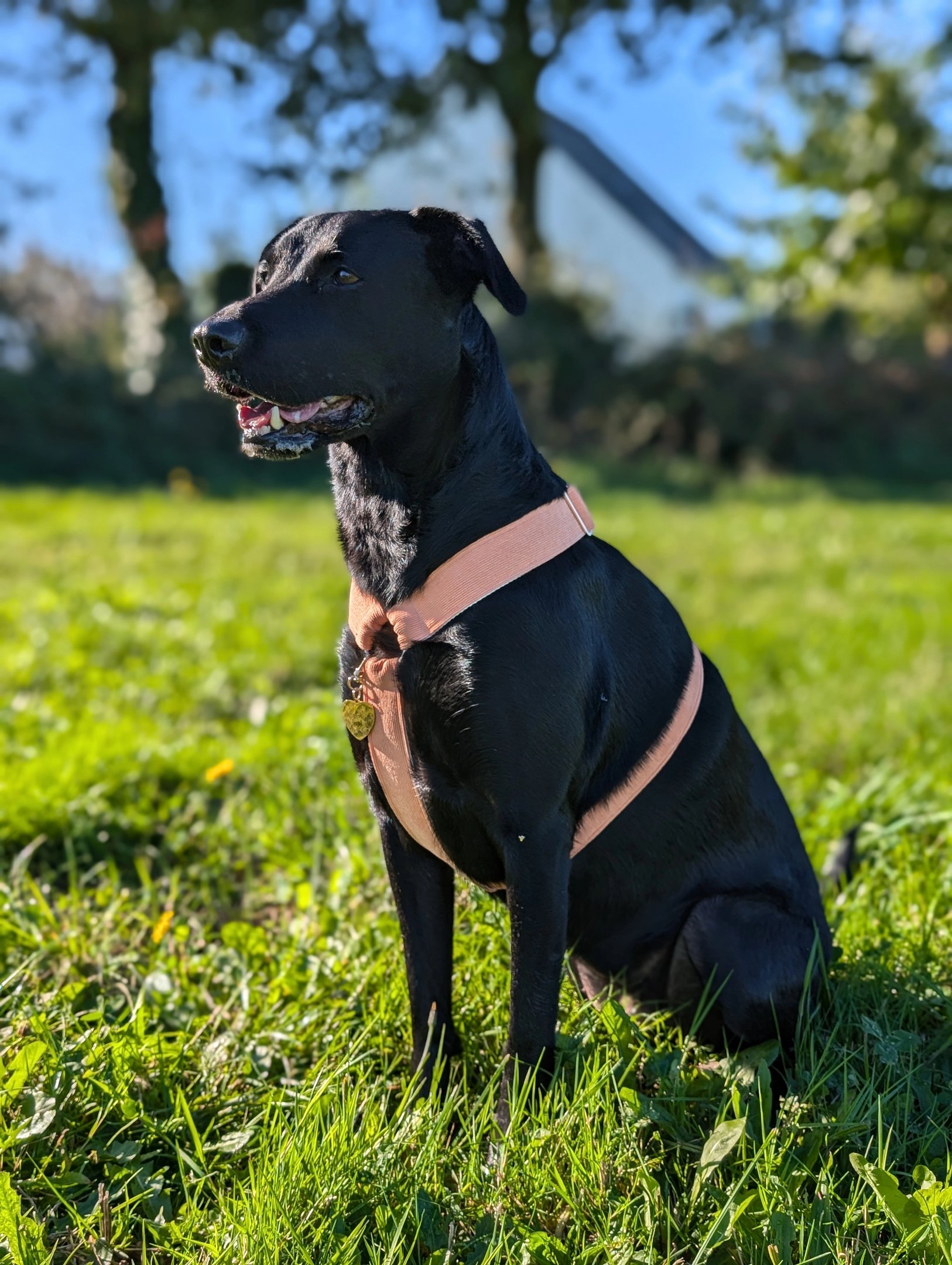 a dog sitting in the grass with a harnesh
