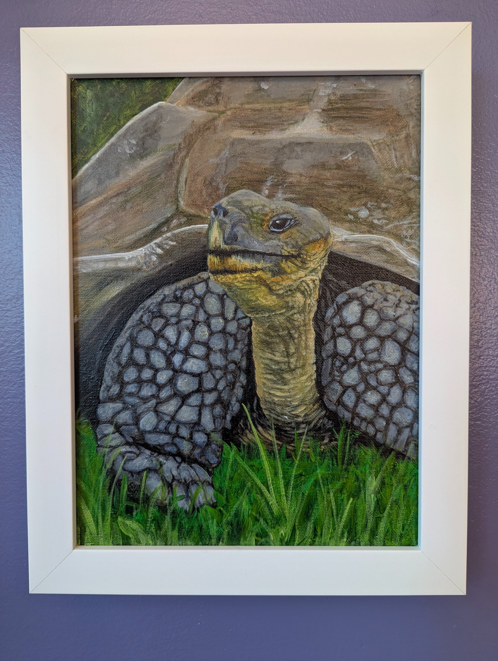 A realistic painting of a Galapagos tortoise wandering in the grasses.