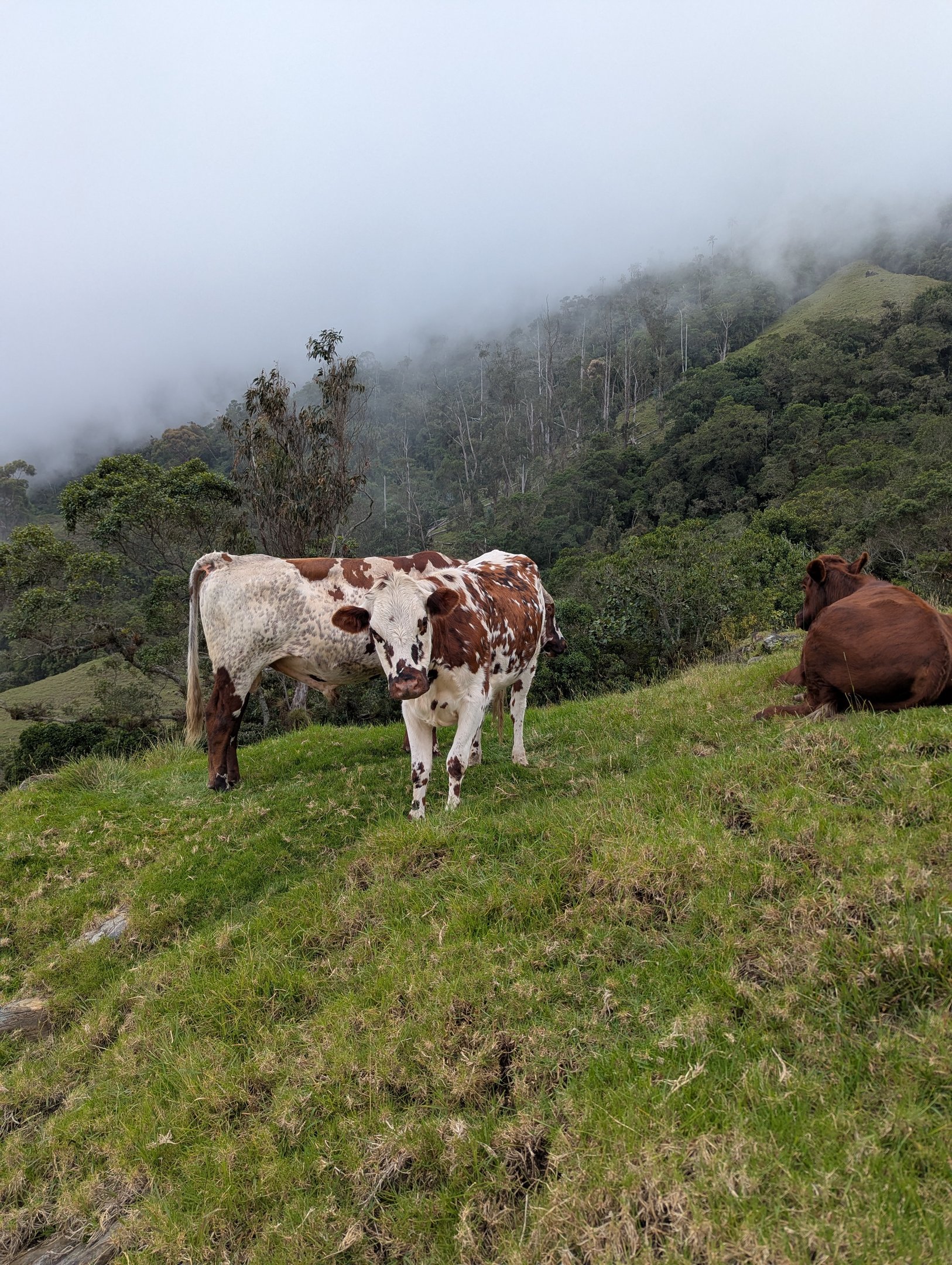 Farmers of the Sierra Nevada and their cows