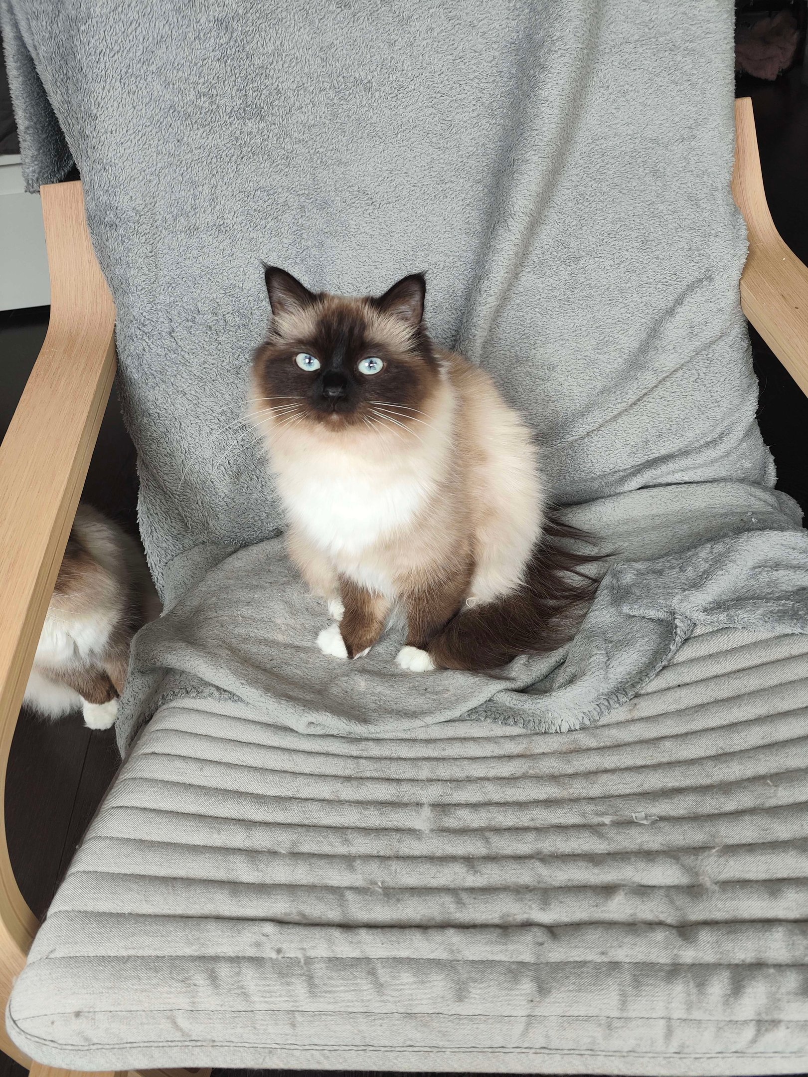 U'Kiara - Sacré de Birmanie Seal Point