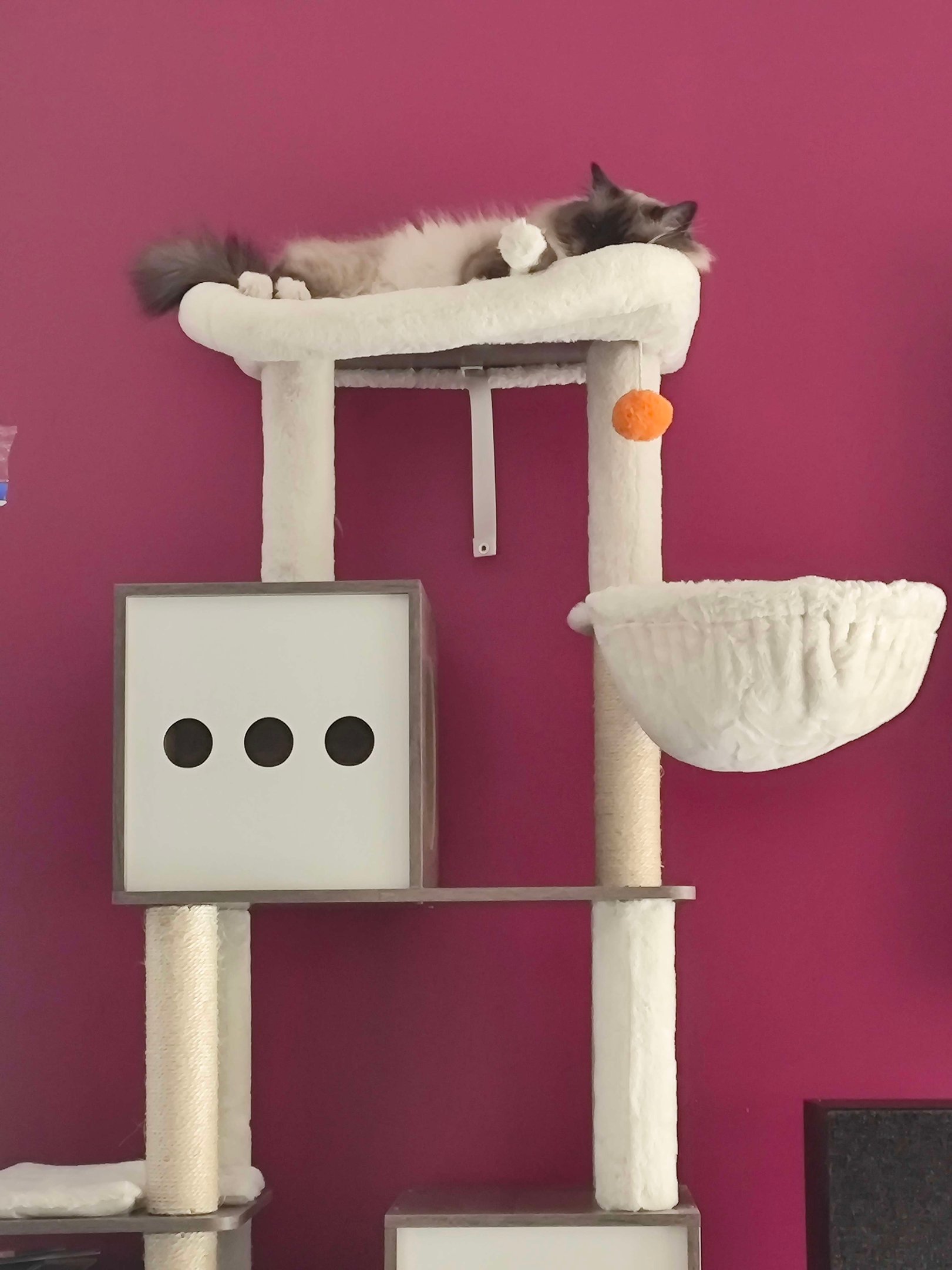 Sora - Sacré de Birmanie Seal Point - Arbre à chat