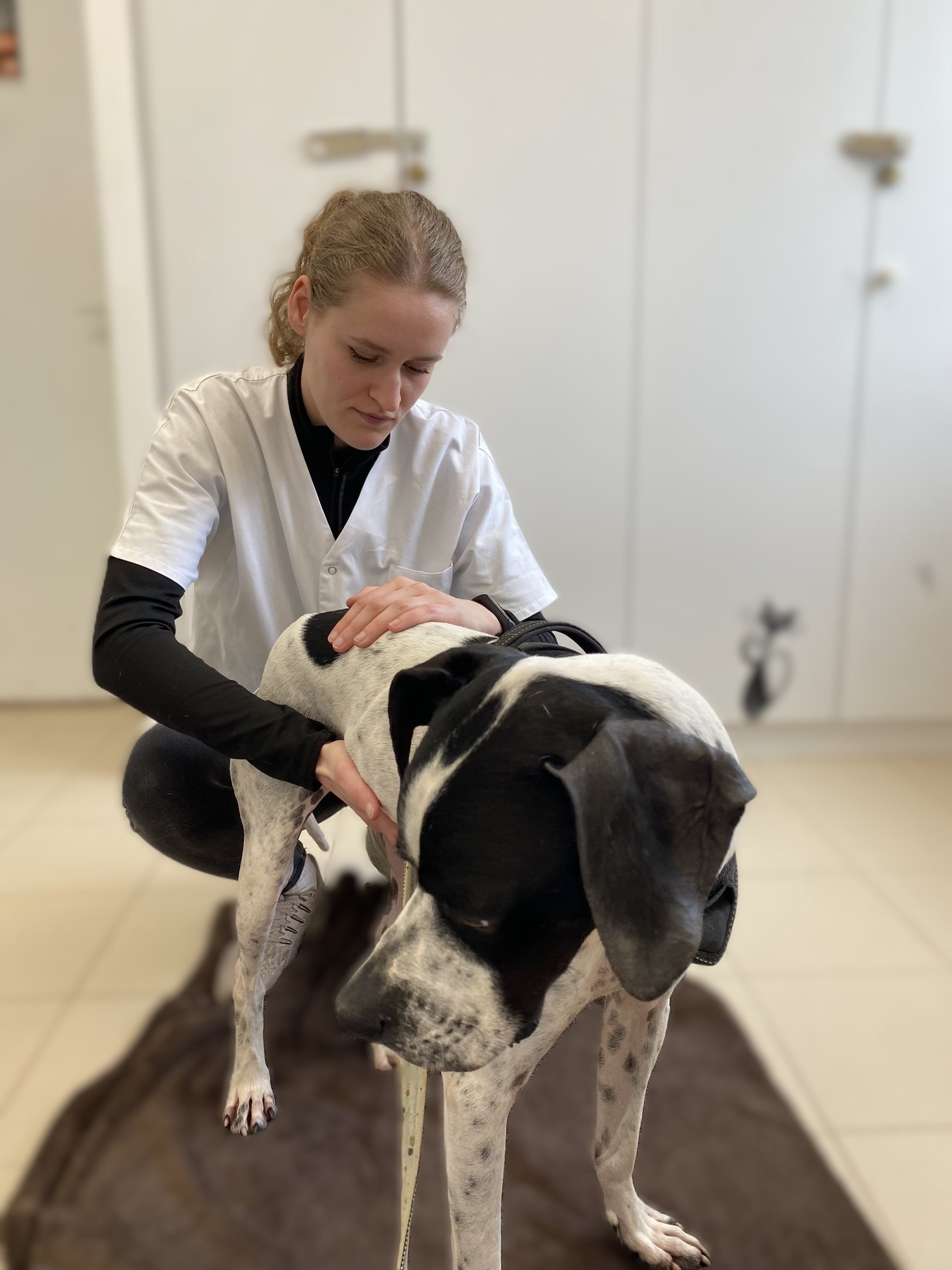 Séance d'ostéopathie animale pour chien en Belgique