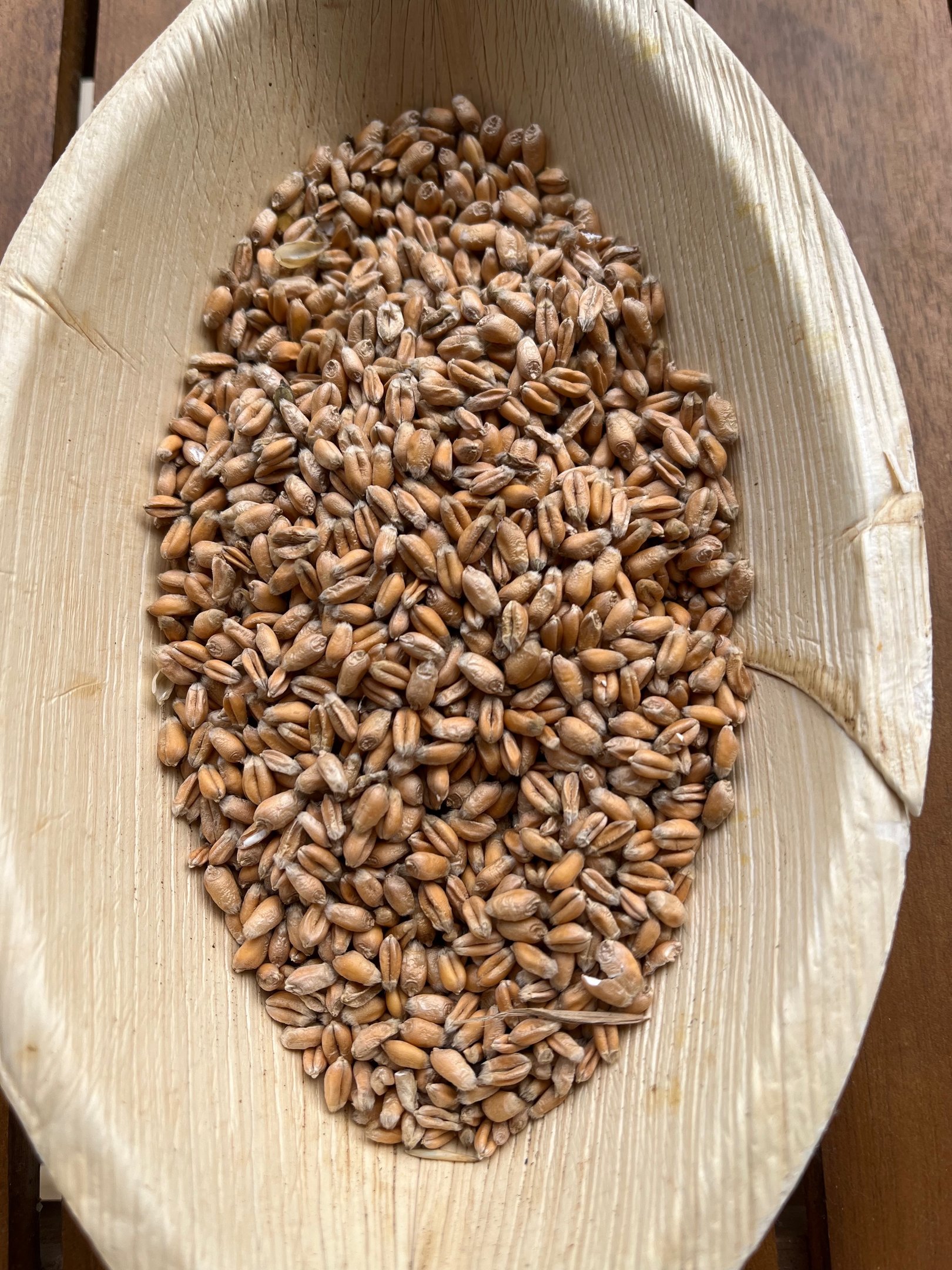 Grains de blé tendre. Crédit photo : Terres&Graines