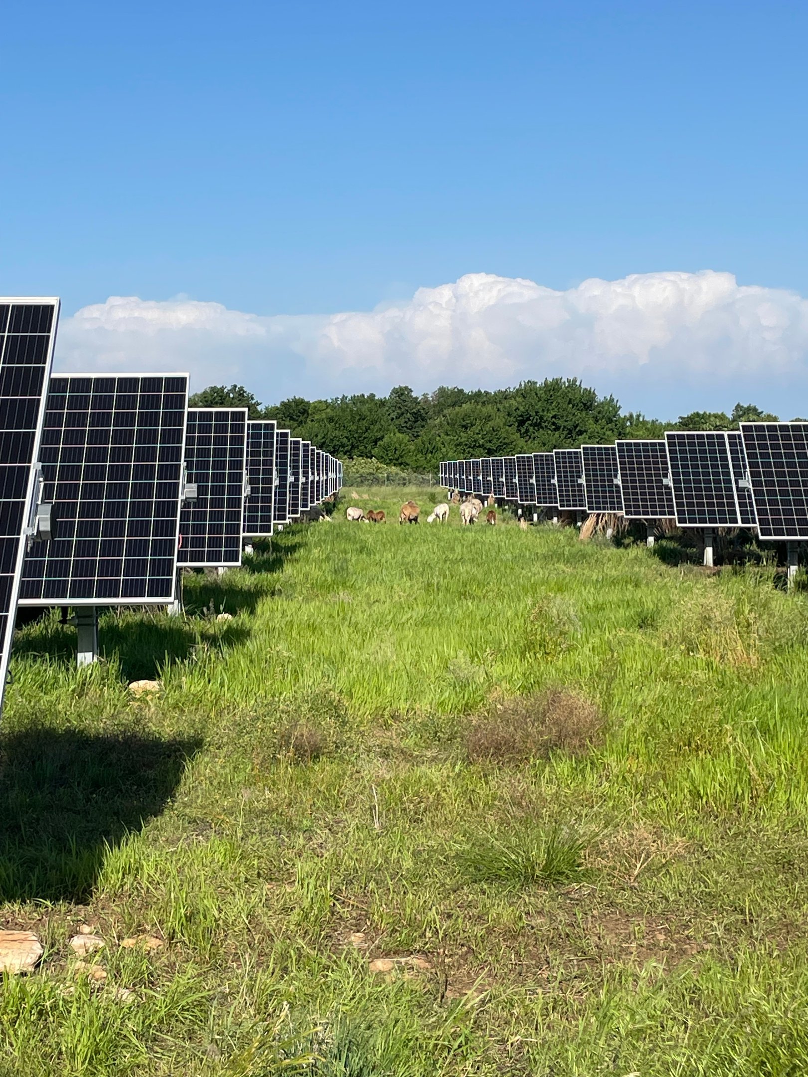 a field of solar panels with solar panels