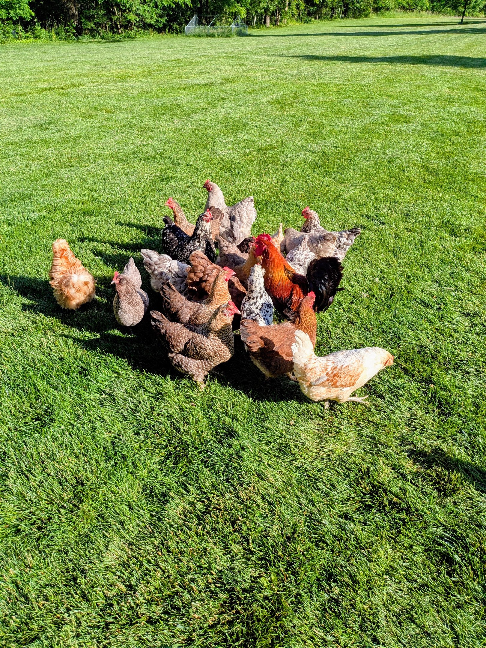 A flock of chickens